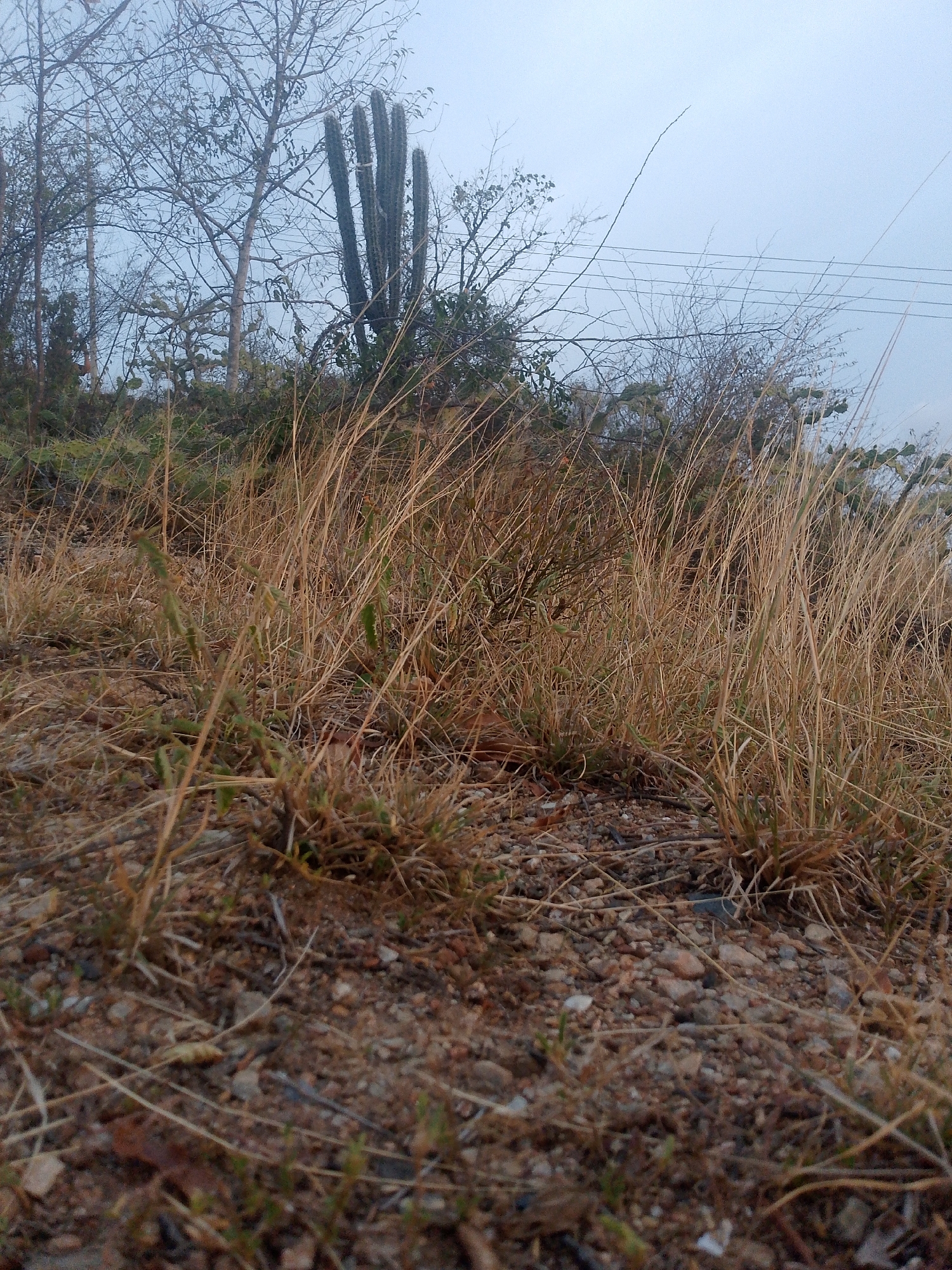 The image presents a ground-level view of a natural, dry environment consistent with areas near Juan Griego, Venezuela. The foreground features reddish-brown soil mixed with small pebbles and scattered, short, dry, light brown grass blades, along with a few nascent green shoots. The midground is densely populated by tall, golden-brown, dried grass stalks interspersed with darker green, low-lying shrubs. In the background, a cluster of bare deciduous trees with visible branches stands alongside a prominent, multi-branched, dark green columnar cactus. The upper portion of the frame is occupied by a pale blue-grey, uniformly overcast sky. Three parallel utility lines are visible in the upper right background, extending horizontally across the sky. No individuals, animals, or specific human activities are depicted.