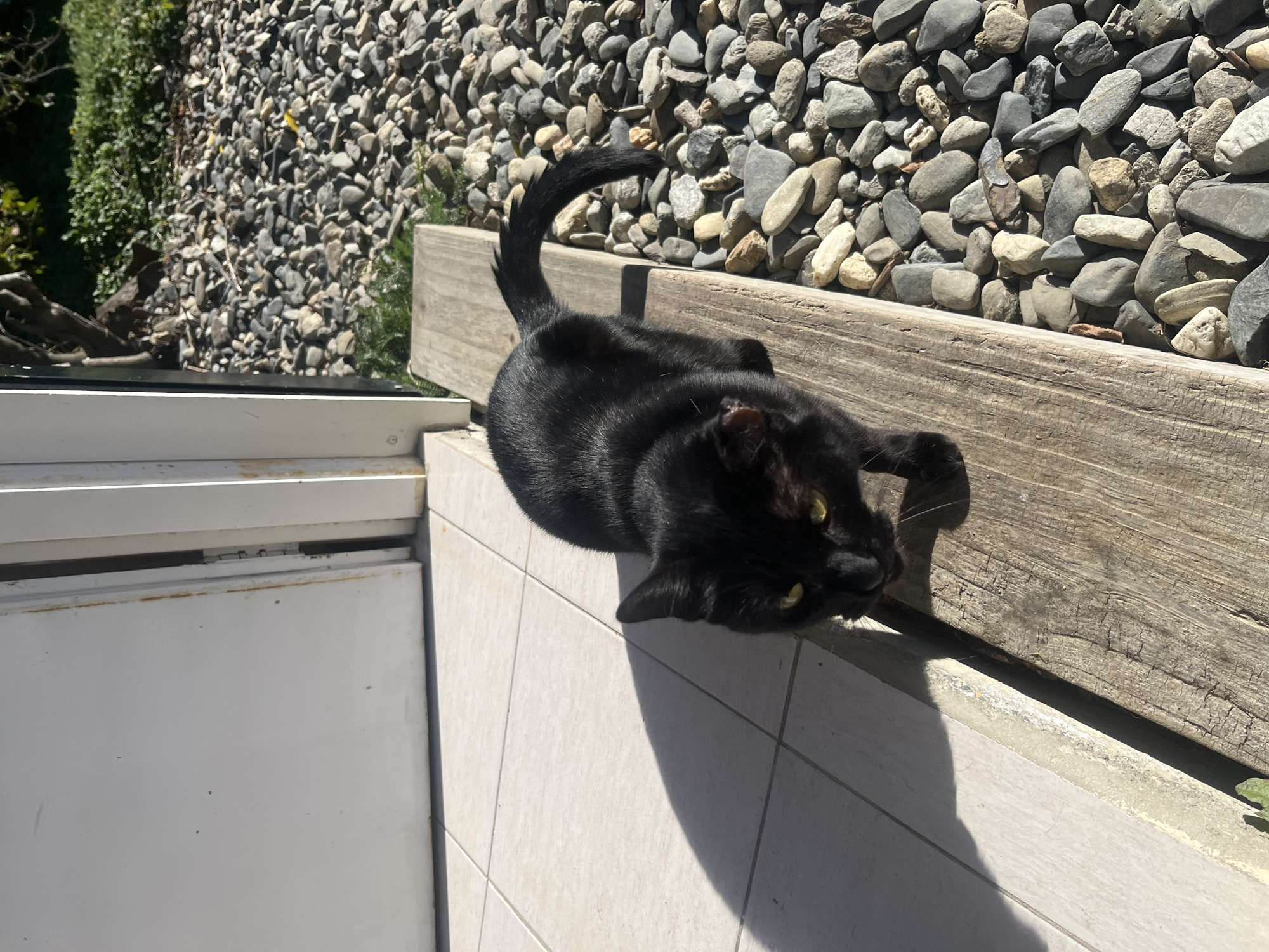 A black cat is perched on the edge of a tiled patio adjacent to a wooden retaining wall and a gravel area, likely in a residential setting. The scene is outdoors with bright sunlight casting shadows. The location is Ushuaia, Argentina, suggested by the type of gravel and general environmental cues. There are no people visible. The cat appears alert, possibly eyeing something beyond the frame.