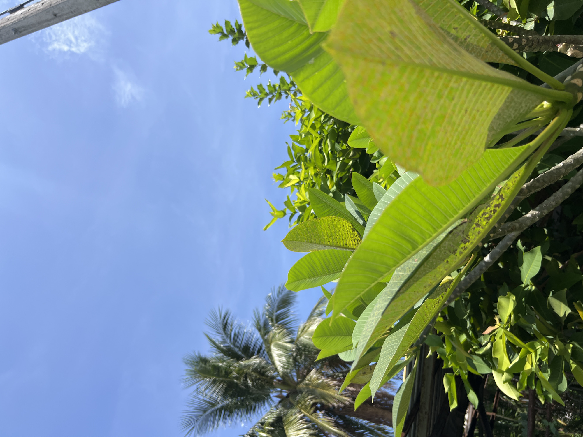 The image depicts an outdoor scene with lush green foliage in the foreground, dominated by large, broad leaves, some of which exhibit yellowing or spotting. Behind these, a palm tree with its characteristic fronds is visible on the left, silhouetted against a clear blue sky with a few wispy white clouds. A wooden utility pole is present on the far right edge of the frame, extending upwards into the sky. The setting appears to be a tropical environment, likely within a residential or garden area in Choeng Thale, Thailand. No people or specific actions are captured in the image. The focus is on the natural elements and the sky.