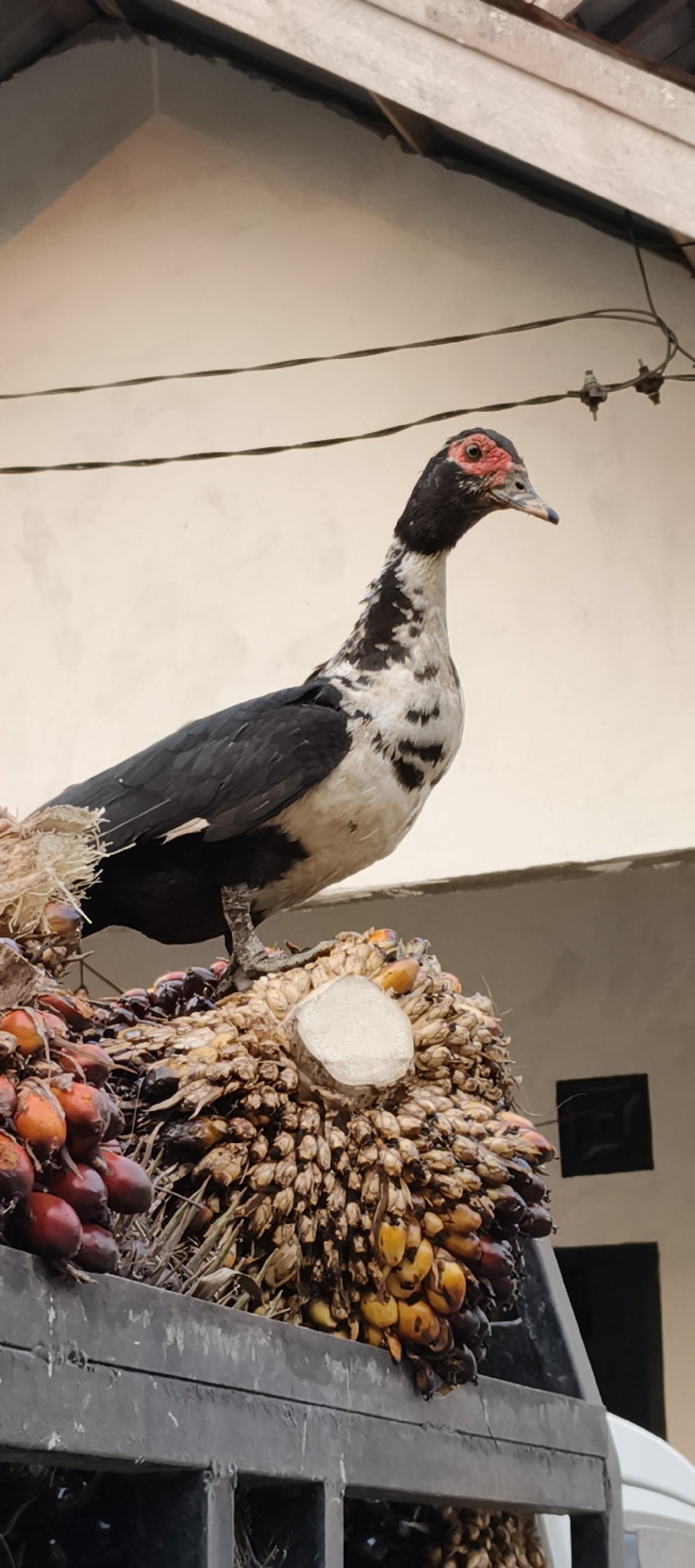 An adult Muscovy duck with black and white plumage and a red warty face stands on a pile of oil palm fruit bunches. The duck is facing to the right of the frame. The fruit bunches are red and yellow, with some dried fronds visible. The scene appears to be outdoors, with a building and power lines in the background. The context suggests a possible location in or near Baru, Indonesia, a region known for oil palm cultivation. The image is a still photograph, likely taken during daylight hours. There are no people or other animals visible in the frame. The overall scene is consistent with agricultural activity or a rural setting where oil palm is grown and harvested.