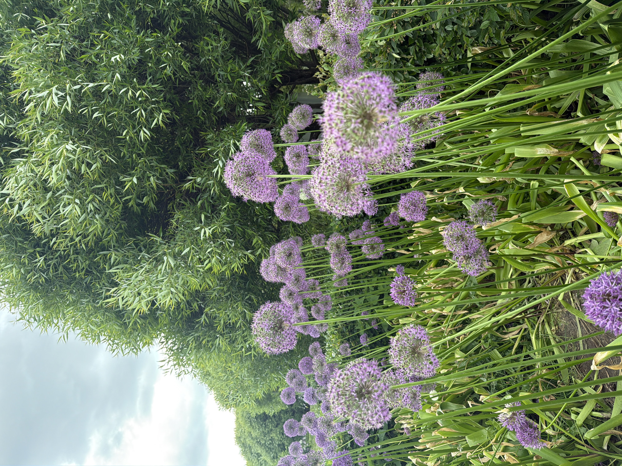 The image shows a row of purple allium flowers with green stems and foliage, growing along a hedge of a green tree with slender leaves, under a cloudy sky. The image is taken from a low angle, looking up at the flowers and the sky. The location in the city of Moscow, Russia is not evident from the image.