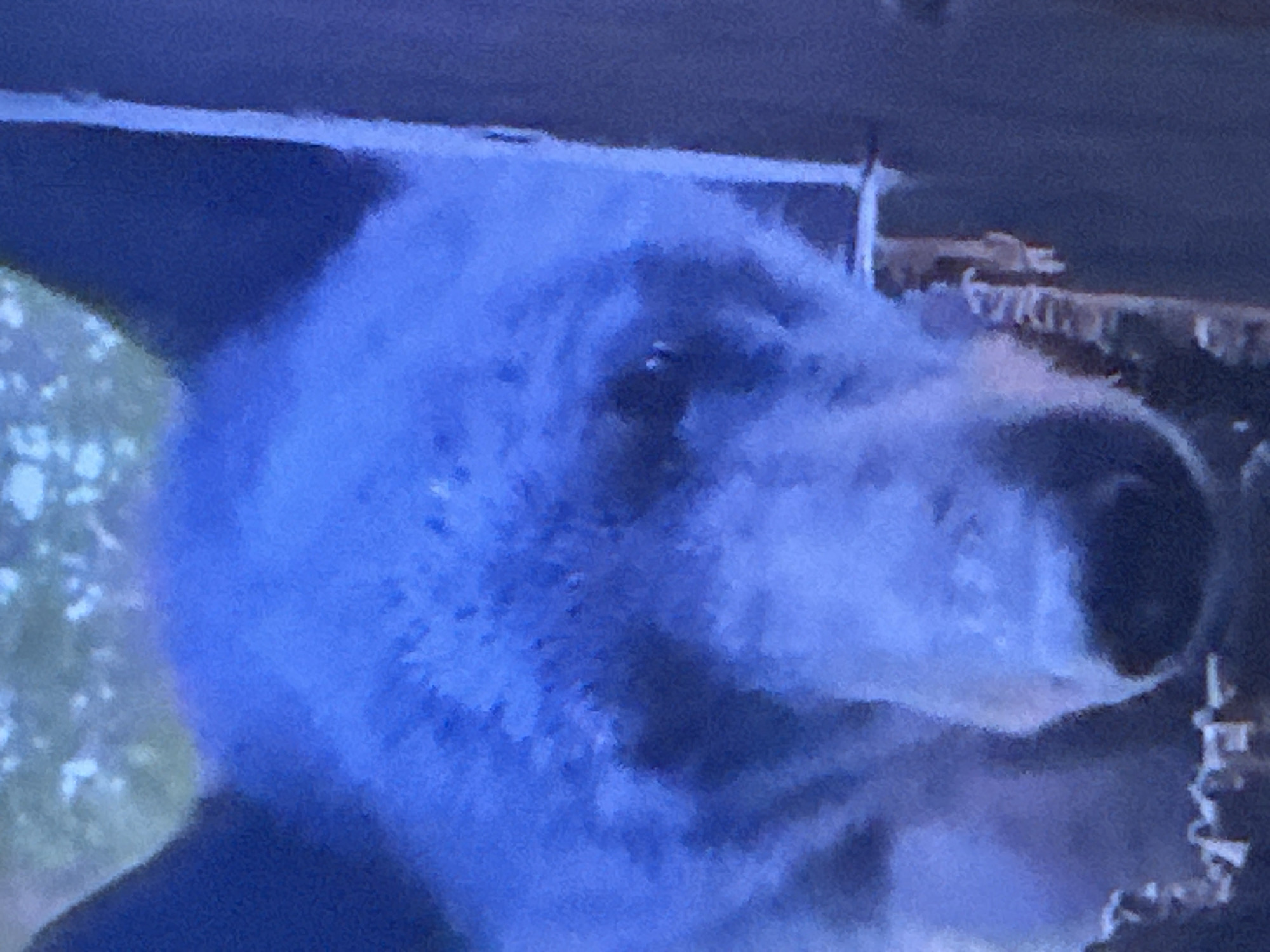 The media file is a close-up, low-resolution, grainy photograph, predominantly in shades of blue and dark gray, with some lighter, possibly white or pale yellow, accents. The main subject appears to be an animal, possibly a dog, with prominent fur. The animal's head is turned to the right, with one eye visible and a dark nose. The fur is dense and appears fluffy, especially around the head and neck.
The background is out of focus and indistinct. There are dark, horizontal elements at the top of the image, suggesting some sort of overhead structure or perhaps tree branches. To the left, there are lighter, blurry shapes that could be foliage or dappled light. To the right, there are some faint, lighter structures that are too indistinct to identify.
The image quality is poor, making it difficult to ascertain specific details about the activity or event. It is a still image, and the lighting appears to be dim or colored by a blue filter. There is no discernible text in the image. The overall impression is one of a candid, possibly nighttime or low-light shot of an animal.