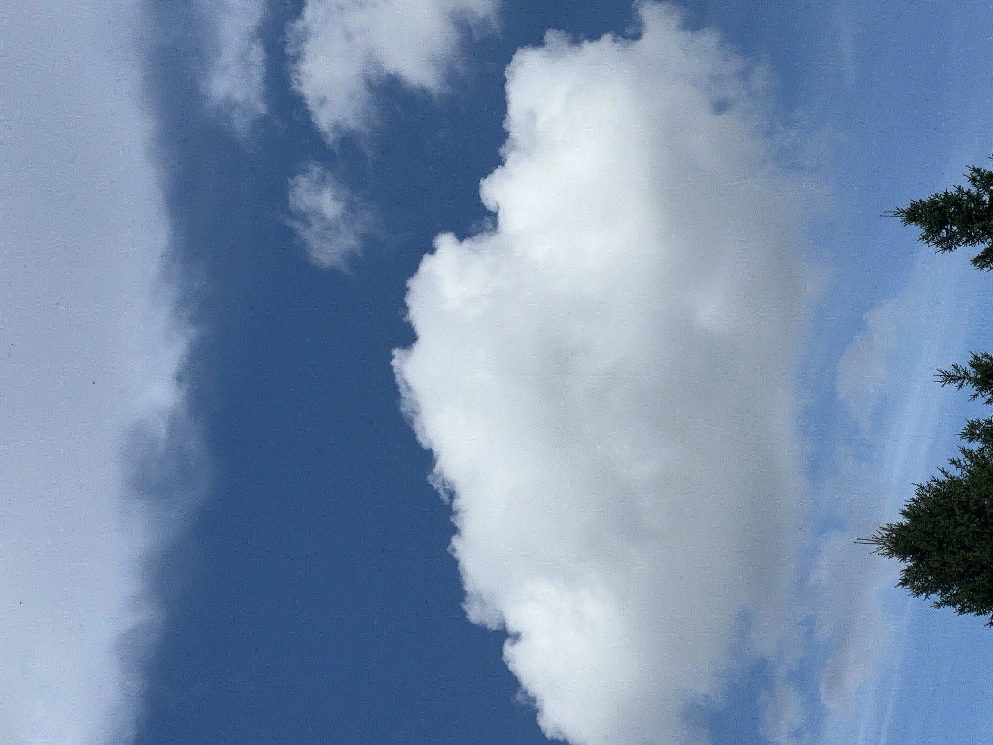 The image is an outdoor, low-angle shot of a bright blue sky filled with white clouds. In the foreground, the tops of several dark green evergreen trees are visible. The clouds are varied in density, with a large, fluffy cumulus cloud dominating the center of the frame. Higher up, there are thinner, more wispy clouds. The overall lighting suggests a daytime scene with good visibility. There are no people or discernible man-made structures in the image, and no specific location in Mochishche, Russia, can be identified.