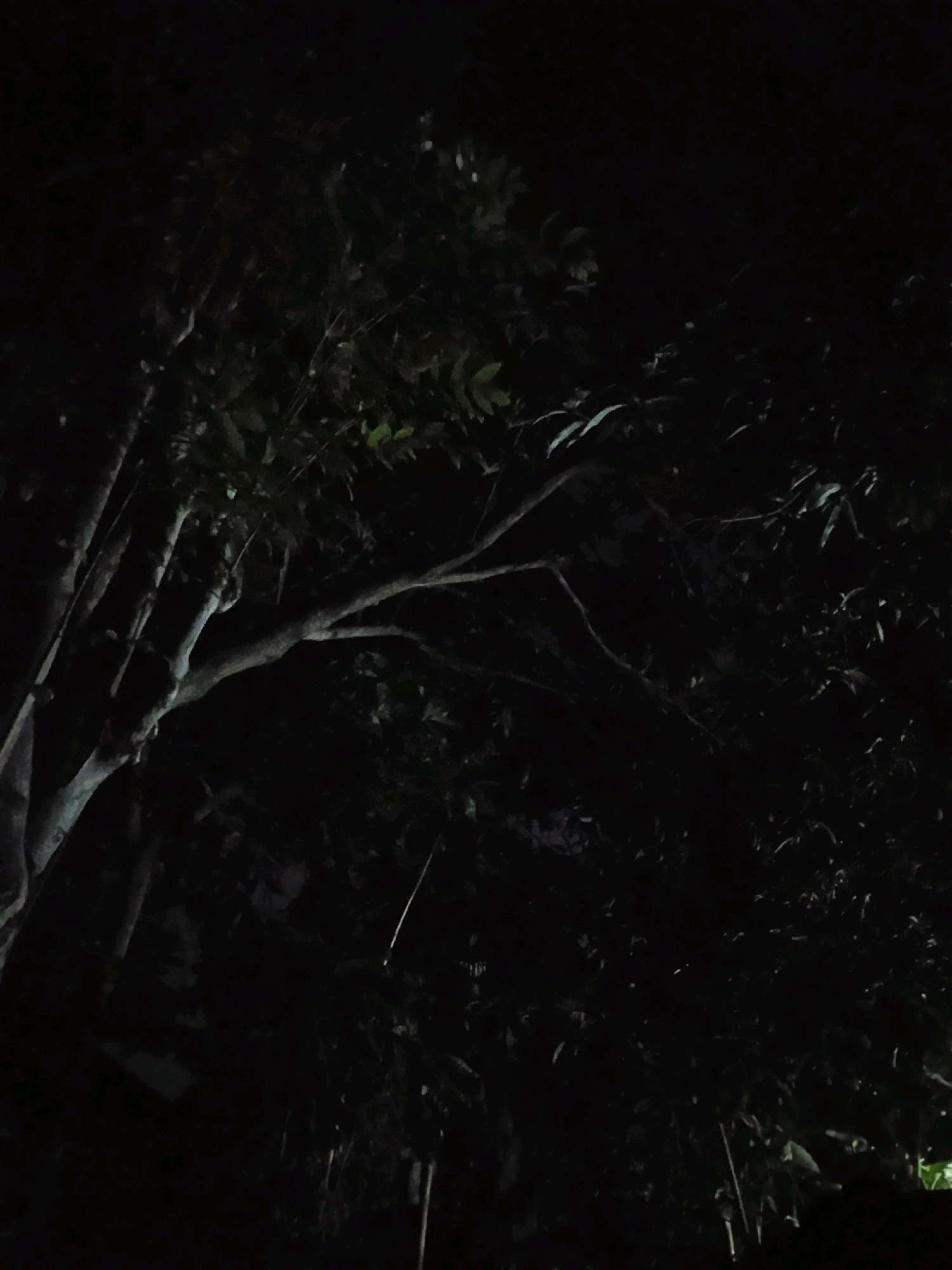 This is a low-light, eye-level, medium shot of a tree at night. The tree has a light-colored trunk and branches, with dark green foliage. The background is completely black, indicating a dark environment, likely outdoors at night in a location with minimal artificial light. The image appears to be taken in a natural setting within Ujungrusi, Indonesia, where dense foliage is common. There are no people or animals visible in the frame.