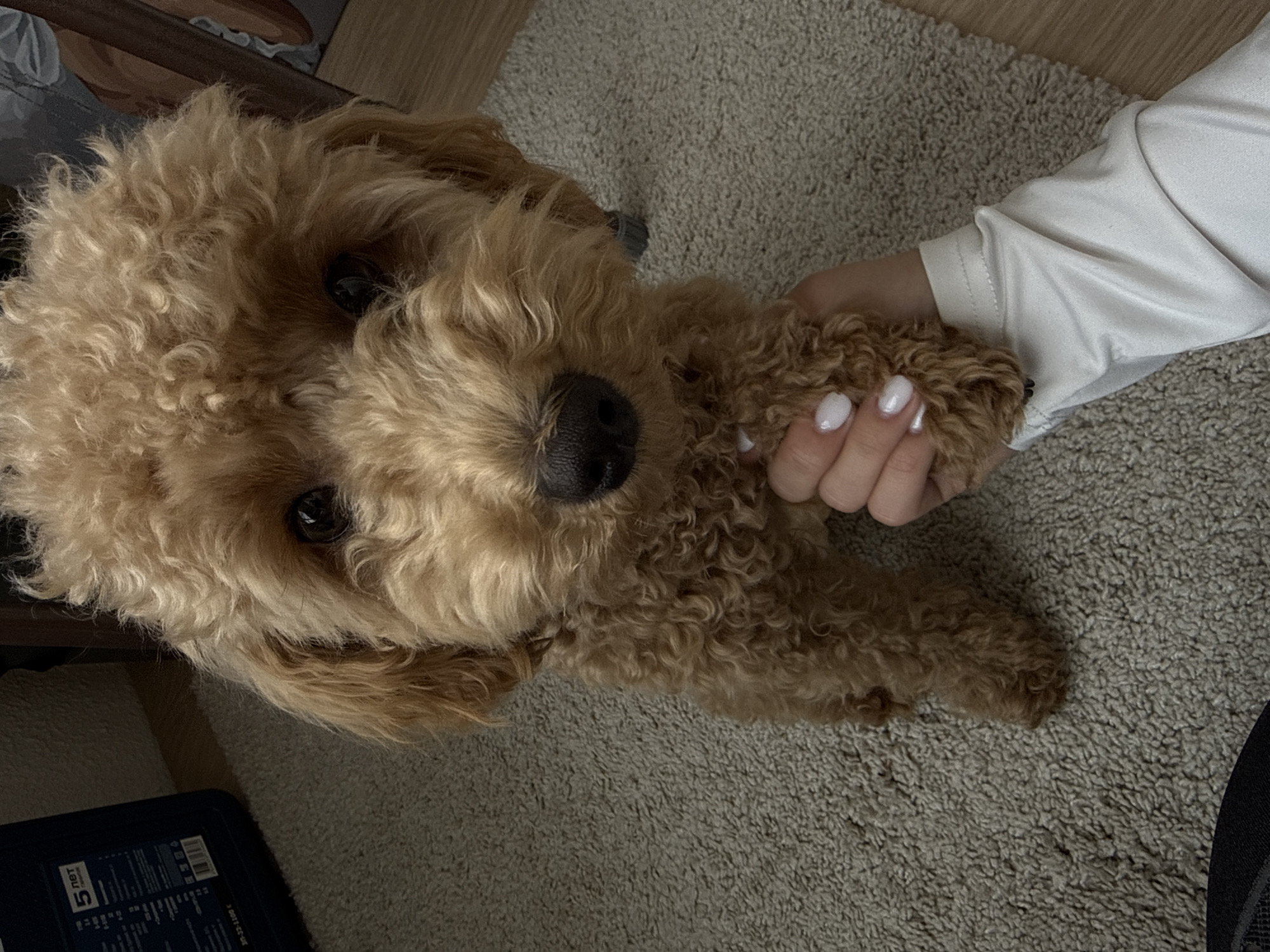 The image features a small, curly-haired dog interacting with a person's hand. The dog, likely a poodle or doodle breed, has light brown, possibly apricot-colored, fur, dark, alert eyes, and a prominent black nose. It is looking directly towards the viewer with an attentive and seemingly friendly expression. A person's hand, adorned with light-colored (possibly white) nail polish, is gently holding one of the dog's front paws. The person is wearing a light-colored, long-sleeved top.
The activity suggests an affectionate moment, with the dog engaging with its owner. The setting is indoors, with a light grey or beige textured shag carpet covering the floor. In the upper left background, a wooden surface is partially visible, while in the lower left, a dark blue or black object, possibly a storage container or electronic device, rests on the carpet. The overall lighting is soft and even, indicating an indoor environment and contributing to a warm atmosphere.
Visible text on the dark object in the lower-left corner includes the Cyrillic phrase "5 лет," which translates to "5 years," along with other smaller, less distinct text, likely product details or a label. No specific visual cues in the image directly indicate the provided location context of Pervomaysky, Russia.
