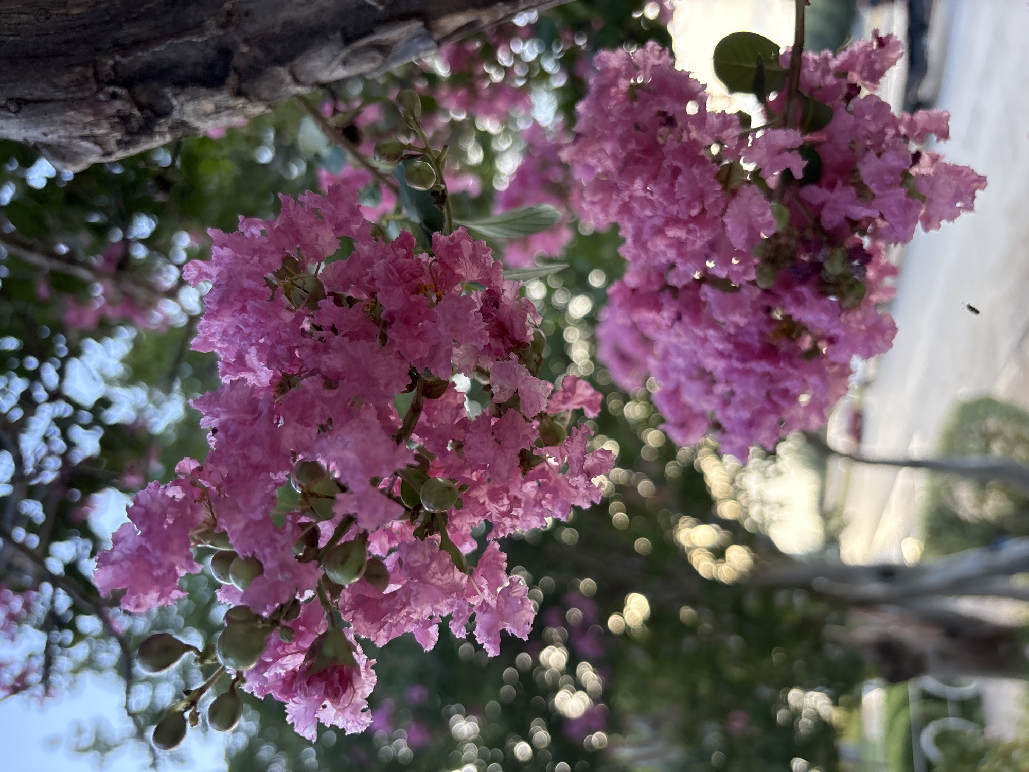 A cluster of bright pink crepe myrtle flowers hang from a branch, with some developing seed pods visible. The flowers are in sharp focus, while the background is blurred with bokeh circles of light and greenery. A tree trunk with rough bark is visible to the right of the flowers. In the lower middle of the image, a small insect is captured in flight. The background suggests an outdoor setting, possibly a park or street in Sonora, United States, with hints of a road and buildings.