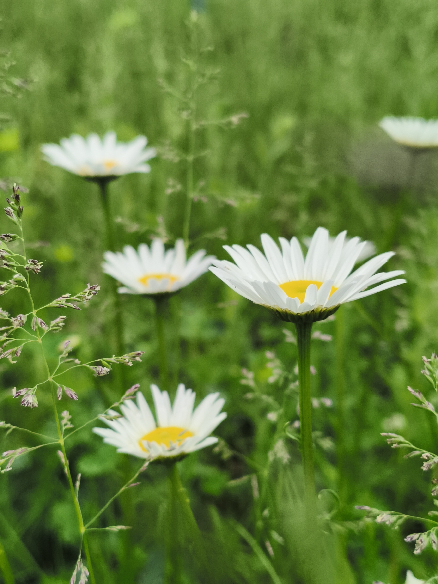 The image displays a close-up view of multiple white flowers with yellow centers, consistent with common daisies, set within a verdant, grassy field. The scene is situated in a natural, grassy environment within the city of Chaikovsky, Russia.
In the foreground, a single daisy stands prominently in sharp focus, positioned slightly right of the vertical center. Its white, radial petals are distinctly visible, surrounding a dense, bright yellow central disc. A straight green stem supports this flower. To the immediate left of this main flower, a slender stalk of grass with small, purplish-brown inflorescences extends upwards, also in the foreground.
Behind the prominent foreground flower, several other similar white and yellow flowers are visible, rendered out of focus due to a shallow depth of field. One significantly blurred flower appears in the upper central portion of the frame, and another blurred flower is located near the bottom left. The entire background consists of soft, indistinct green foliage, primarily grass, creating a blurred, natural backdrop.
The lighting is natural and diffuse, suggesting daylight without direct sunlight, as indicated by the absence of harsh shadows. No individuals, animals, or man-made structures are discernible within the frame. The overall impression is one of a tranquil, natural meadow or an uncultivated grassy area.