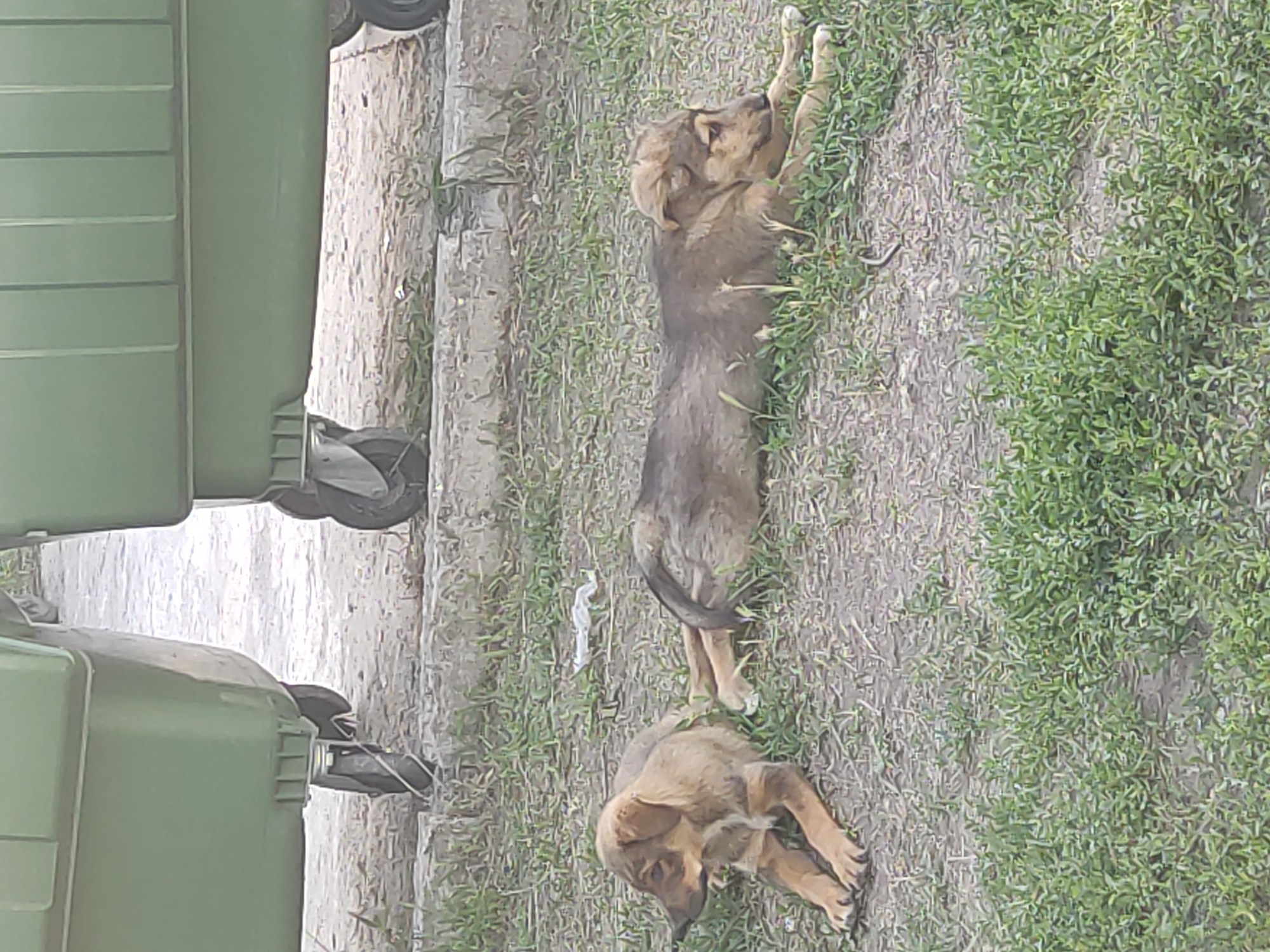 Two puppies are lying on the grass in front of large green dumpsters. The dumpster on the left is partially visible, showing its wheels. The dumpster on the right is more fully visible and is also on wheels. The ground is covered with patchy grass and some dirt. There is a small piece of white debris on the ground between the puppies and the dumpsters. The scene appears to be outdoors, likely in an urban or suburban area. The location of Radisne, Ukraine is not discernible from the image itself.