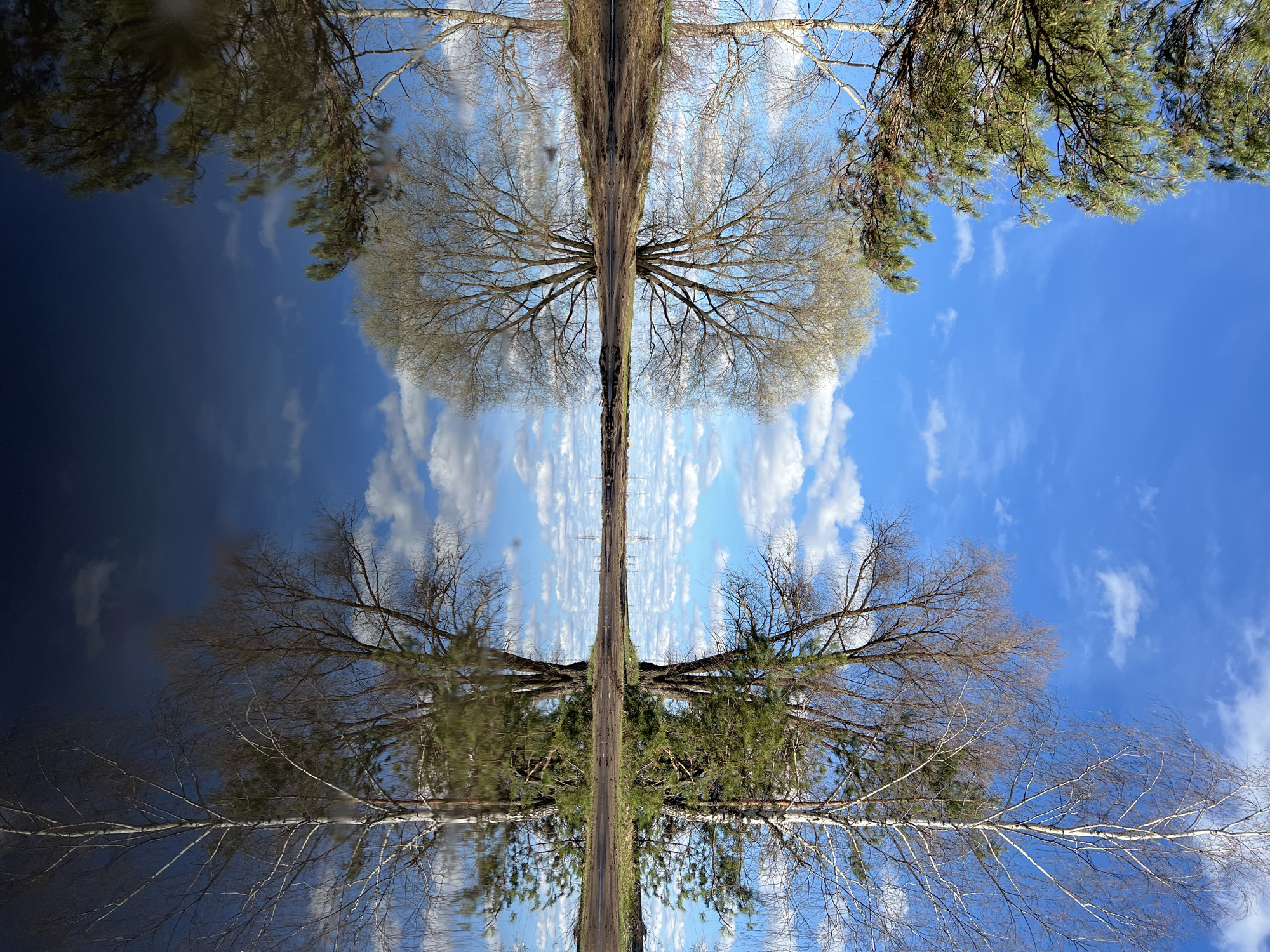 The image is a mirrored reflection of a landscape, possibly a body of water reflecting the sky and surrounding trees. The sky is blue with white clouds. Trees with bare branches dominate the central portion of the image, their reflections creating a symmetrical effect. On the right side of the image, there are trees with green foliage. The location is in the city of Noviy, Russia, but there are no other explicit details to identify the exact location. There are no people or interactions visible in the image.