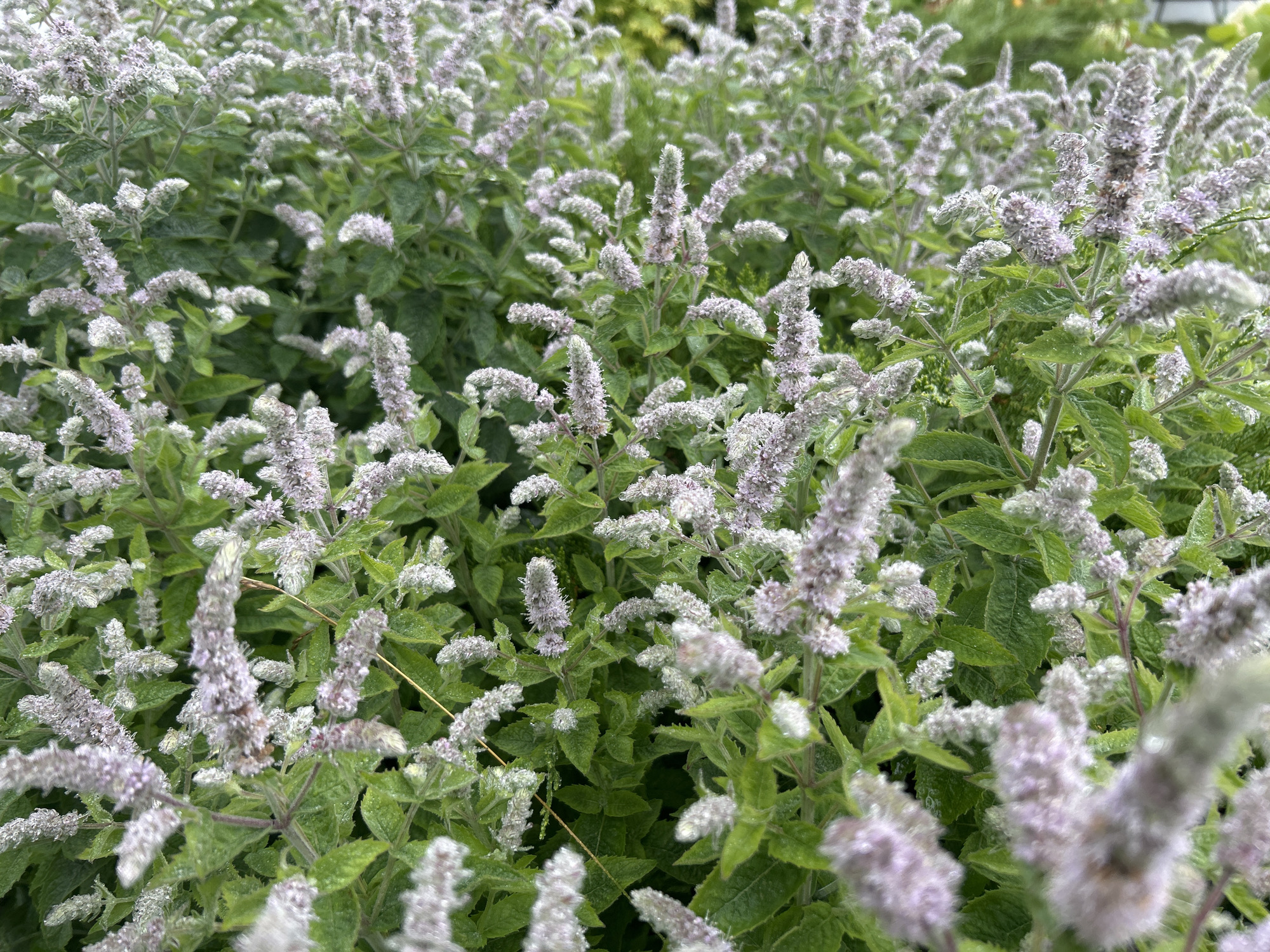 The image is a close-up, high-angle shot of a dense patch of flowering mint plants. The mint is in bloom with many small, pale purple to white flower spikes. The leaves are green and somewhat fuzzy, and many have water droplets on them, suggesting it may have recently rained or been watered. The background is filled with more of the same plants, creating a textured, natural scene. There are no people or man-made objects visible. The image does not provide any information about the city of Slavenka, Russia.