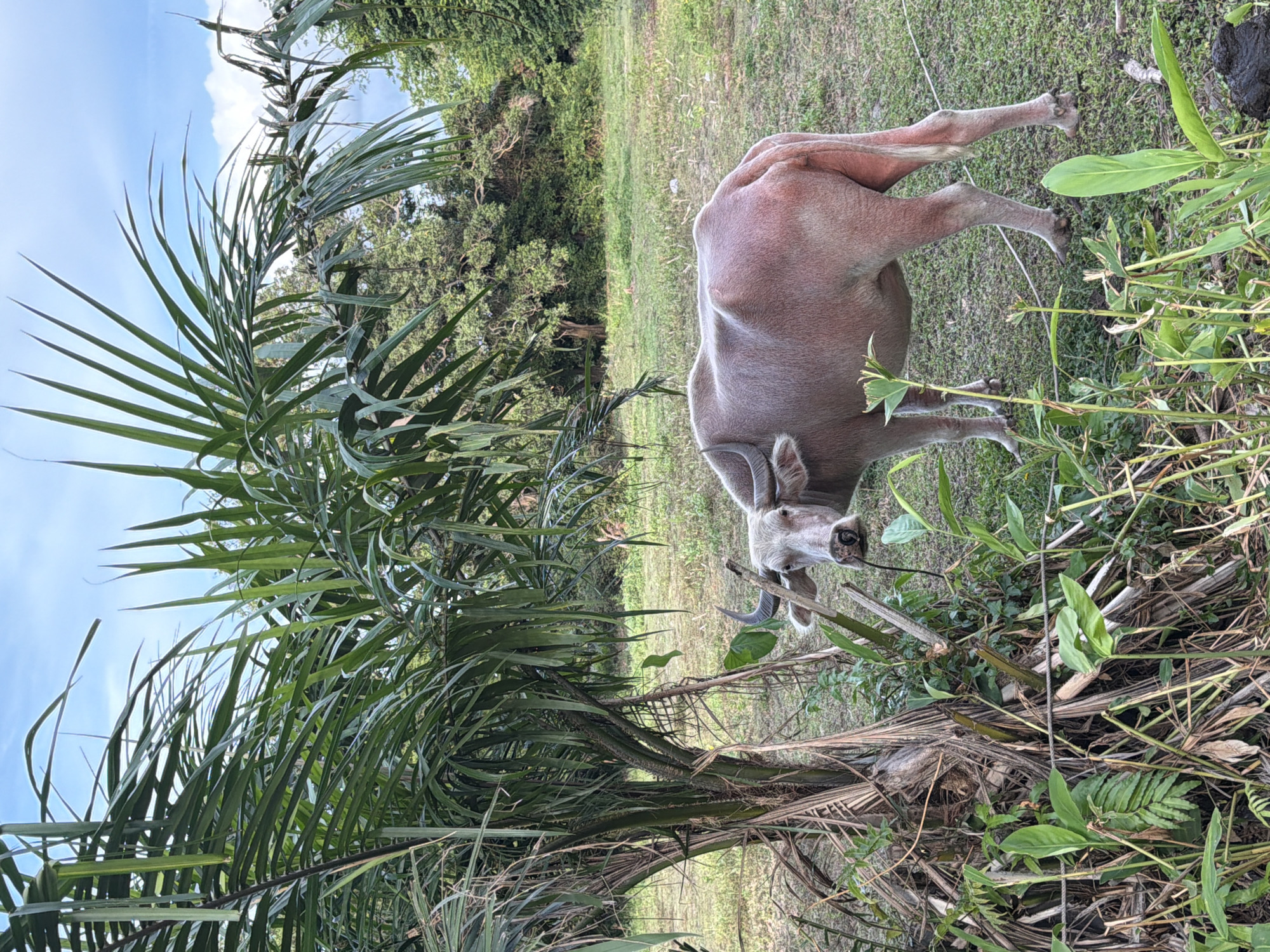 A light-colored buffalo stands in a grassy area with palm trees and vegetation in the foreground and background. The buffalo is facing the camera and appears to be grazing. The sky is blue with some clouds. The scene is outdoors, likely in a tropical or subtropical location, given the presence of palm trees and lush greenery. The lighting suggests it is daytime. The buffalo's body is a pale pinkish-gray, and it has curved horns. The ground is covered in grass and dried leaves.