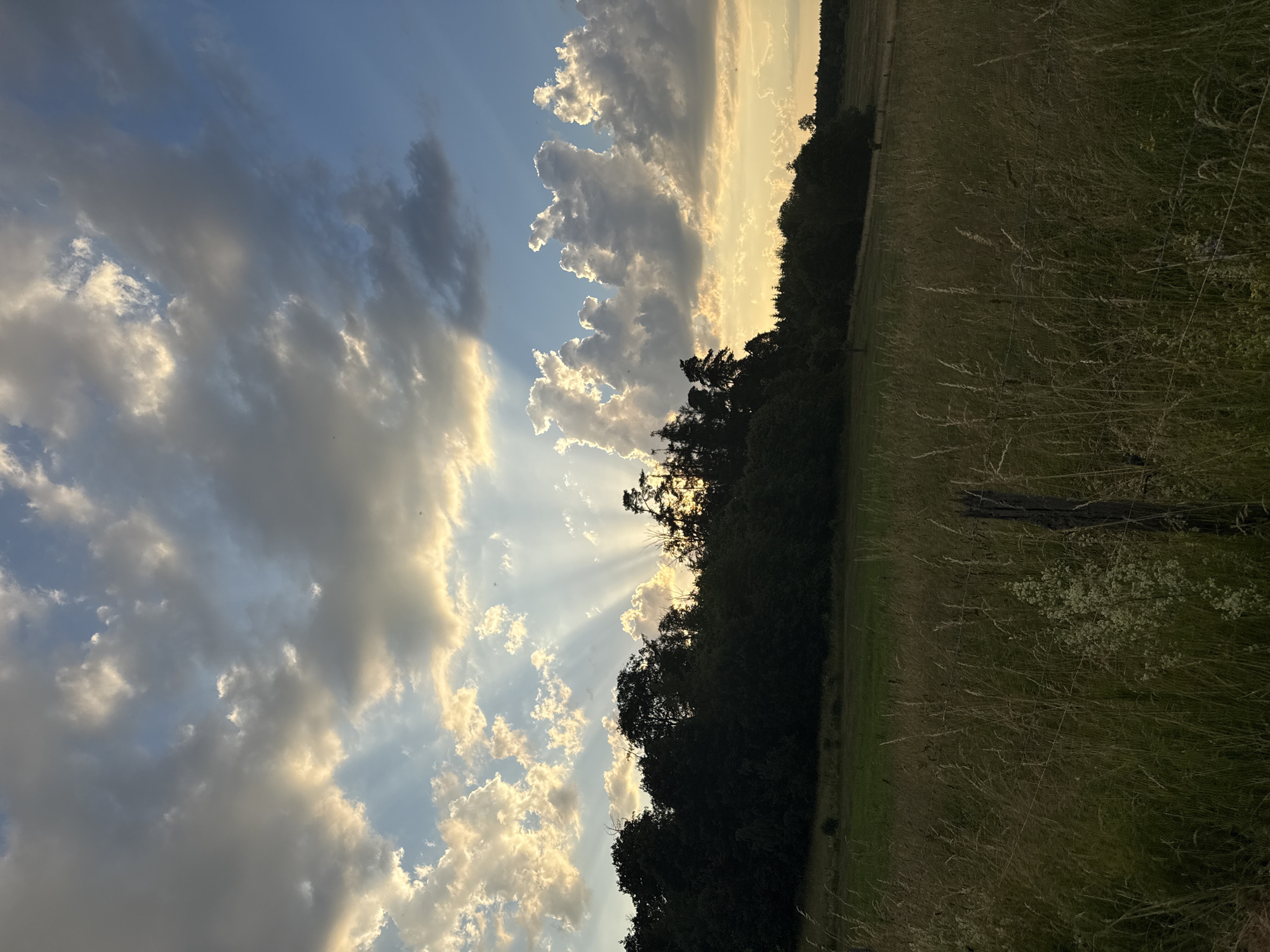 This image captures a serene rural landscape at dusk in Beltershain, Germany. The foreground is dominated by a field of tall, dry grass, with a weathered wooden fence post and wires visible, suggesting agricultural land. In the midground, a dense line of dark green trees forms a silhouette against the sky, hinting at a forest or woodland edge. The background features a sweeping, gently sloping hill, also covered in vegetation.
The sky is the most striking element. Dramatic crepuscular rays, illuminated by the setting sun, emanate from behind a cluster of trees and clouds. These rays pierce through a sky filled with a mix of dark grey and bright white clouds, creating a dynamic contrast with the clear blue sky peeking through. The light casts a warm, golden hue across the horizon, indicating the sun is low in the sky, likely near sunset. There are no people or visible animals in the frame. The scene evokes a sense of natural beauty and tranquility.