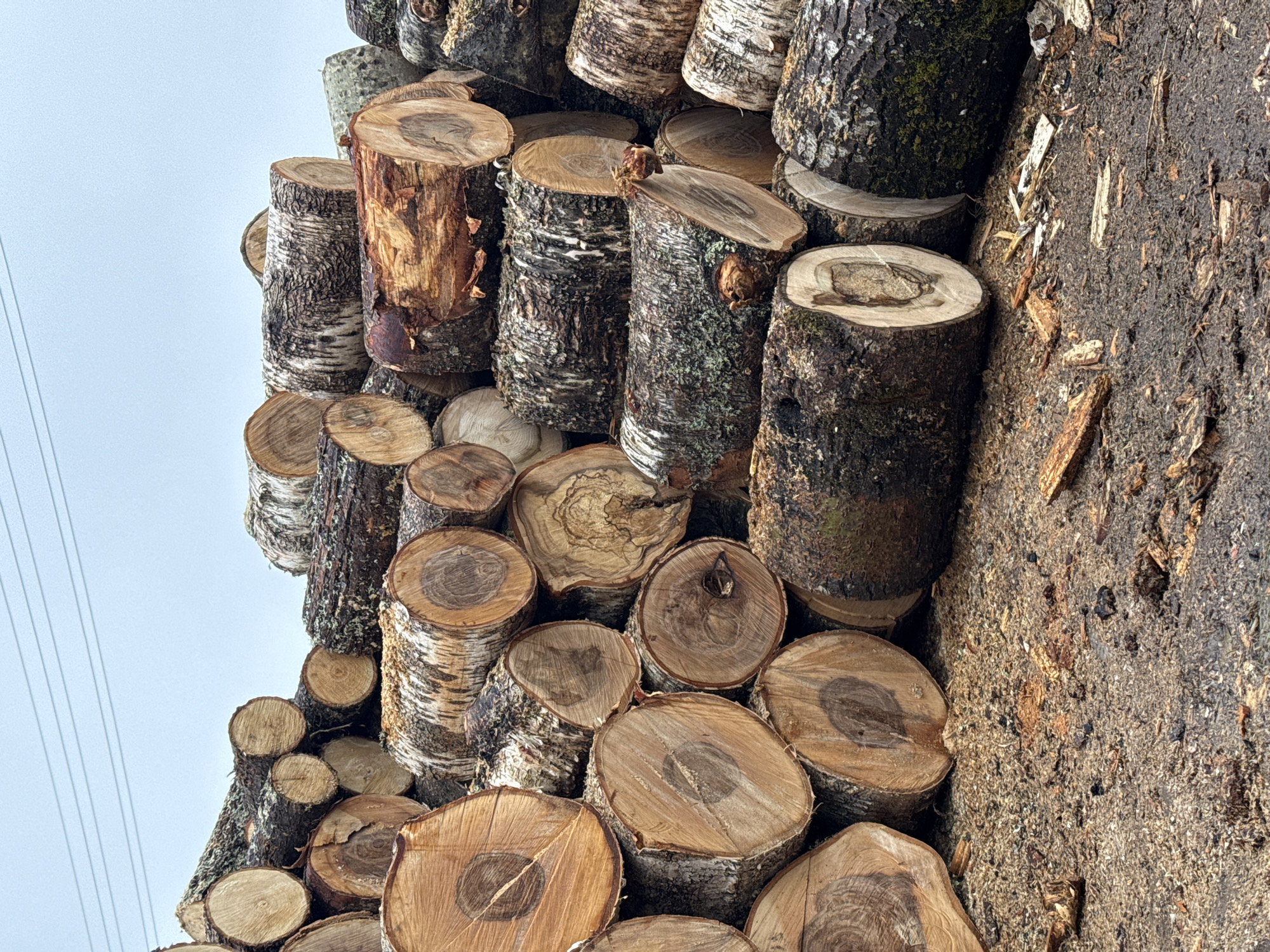 The image shows a stack of freshly cut logs in Nizhnyaya Chermoda, Russia. The logs are of various sizes and appear to be from different types of trees, including birch, judging by the bark. The cut surfaces of the logs are visible, revealing the growth rings. The logs are stacked irregularly. A large tree is on the right side of the log pile. The sky is overcast. Some power lines are visible in the upper left corner. No people are present.