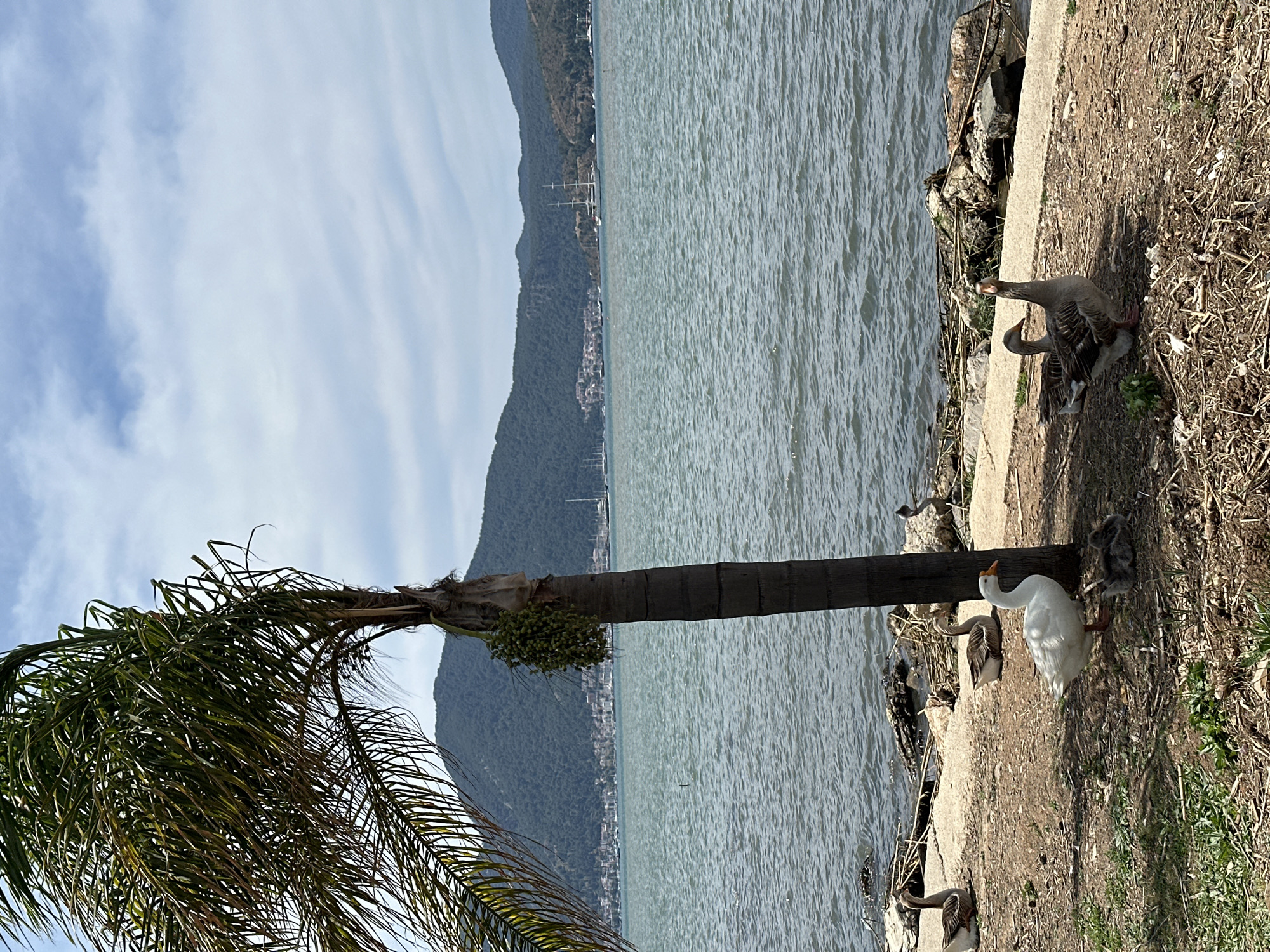The image shows a waterfront scene in Fethiye, Turkey. In the foreground, several geese are present on a concrete pathway. One goose is white, and others are gray. Behind the geese is a palm tree with its leaves leaning towards the left. Behind the palm tree is the Aegean Sea, with a mountainous shoreline visible in the background. The sky above has scattered clouds.