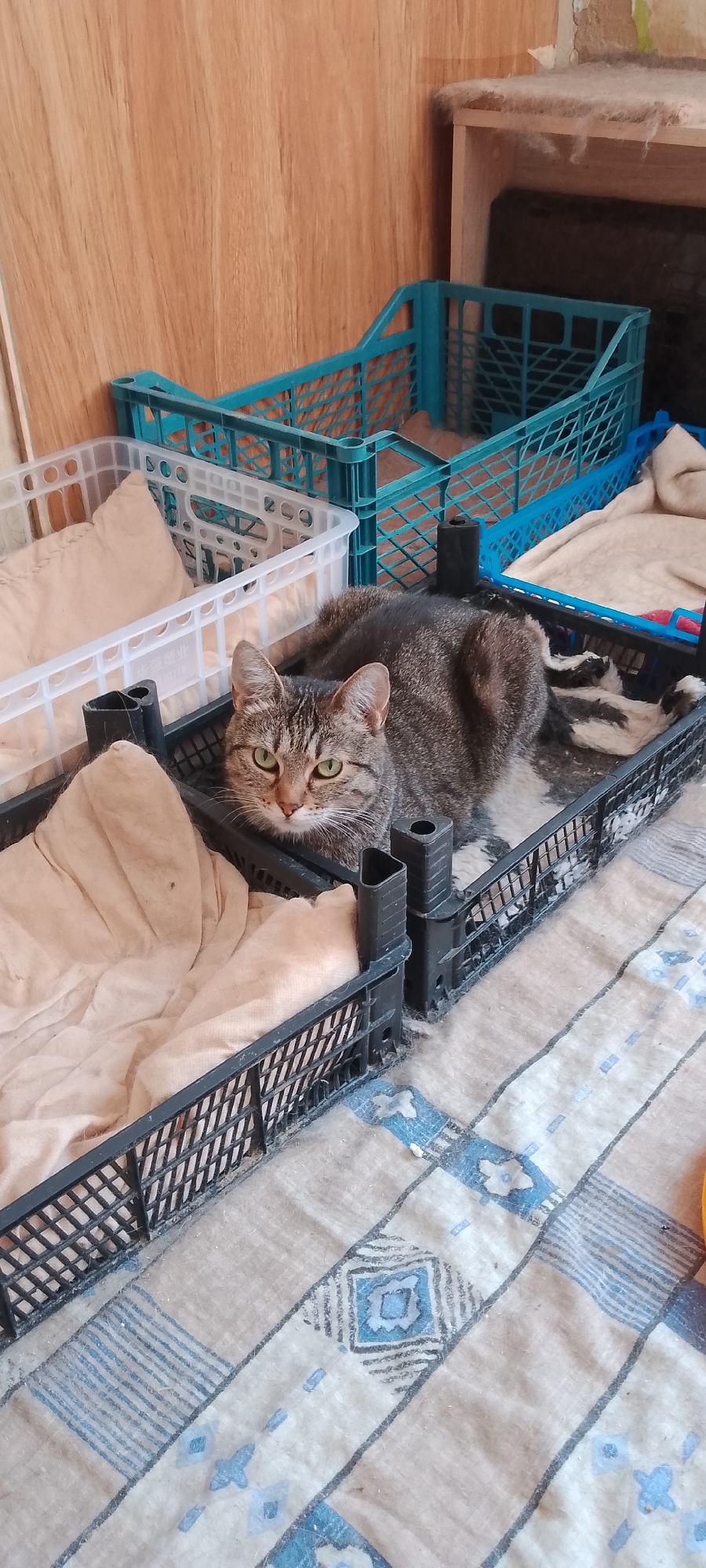 The image depicts a tabby cat lying in a black plastic crate filled with a light-colored blanket. The cat has green eyes and is looking towards the camera. The crate is placed on a patterned blanket with blue and beige designs. In the background, there are two blue plastic crates, one stacked on top of the other. To the left of these crates is a wooden-paneled wall. The scene appears to be indoors, possibly in a residential setting. There are no visible signs indicating a specific location in Belgorod, Russia.