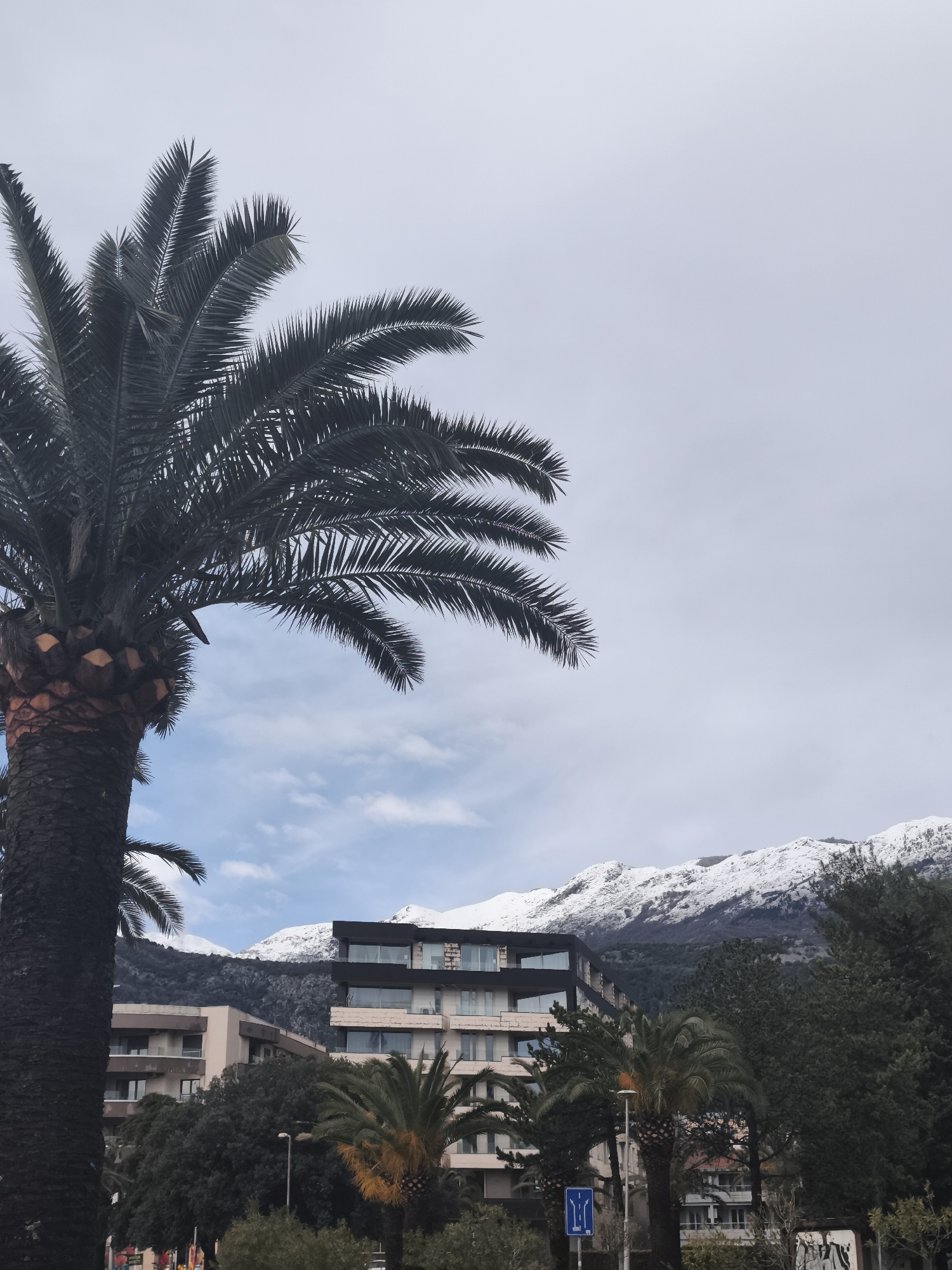 An outdoor, slightly elevated view captures a scene in Budva, Montenegro, under a partially overcast sky with patches of light blue. In the foreground, a tall, dark-trunked palm tree with robust, green fronds occupies the left side of the frame, its base partially visible. The midground features several urban structures: a prominent modern building with dark upper stories, glass balconies, and lighter-toned lower levels, flanked by other multi-story buildings of varying architectural styles and colors, including light beige and white. Dense green foliage, including additional palm trees and deciduous trees, is interspersed among the buildings. A blue road sign, indicating "straight ahead or turn left," is visible at street level on the right side. The background is dominated by a range of snow-capped mountains under the mixed sky, with the lower slopes exhibiting dark, dense tree cover contrasting with the white peaks. No individuals or specific activities are discernible.