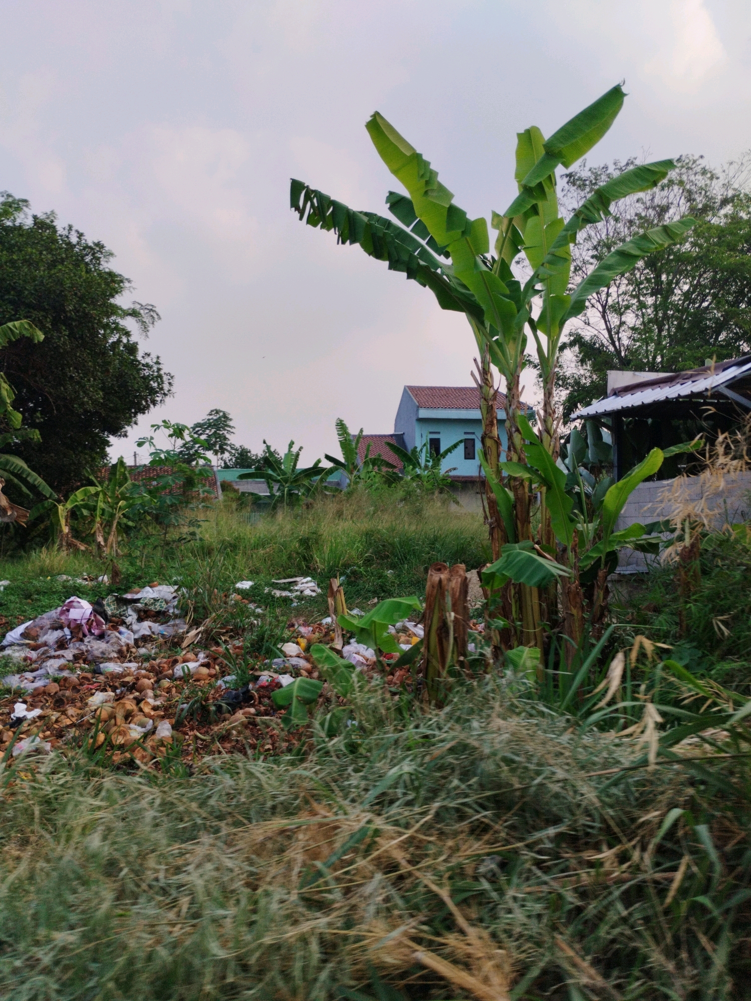 A medium shot captures a neglected, overgrown area in Bojong Gede, Indonesia, at dusk. The foreground is dominated by a pile of assorted refuse, including plastic bags, coconut husks, and other debris, scattered amongst tall, dry grass and weeds. A prominent banana tree stands to the right of the trash, its large green leaves reaching upwards. Behind the banana tree, a small, weathered structure with a corrugated metal roof is visible. In the mid-ground, a cluster of banana trees and other vegetation grows, interspersed with the edges of residential buildings. A light blue house with a red-tiled roof is visible further back, surrounded by greenery. The sky above is overcast with a light gray hue. The overall impression is one of disarray and lack of maintenance in a semi-rural or suburban setting.