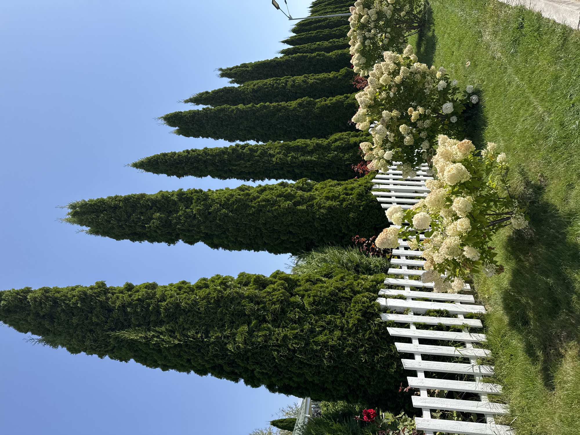 A row of tall, conical evergreen trees stands against a clear blue sky. In front of the trees, a white picket fence runs along a grassy lawn. Behind the fence, flowering bushes with white and pale yellow blooms are visible. To the left of the trees, a red rose is partially visible. A street lamp can be seen in the distance on the right side of the image. The image appears to depict a well-maintained garden or yard in a residential area of Sary-Oy, Kyrgyzstan.
