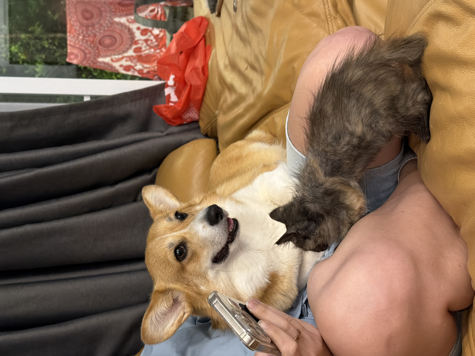 A Pembroke Welsh Corgi dog and a gray kitten are on a tan leather couch. The Corgi is on the left, with its head turned to the right. A person's hand is holding a silver smartphone near the dog's head. The kitten is on the right, facing away from the camera and towards the dog. The background includes dark gray curtains and a window with greenery visible outside, along with a red patterned fabric and a red bag. The scene is indoors, likely a living room, and the lighting suggests it is daytime. There are no visible indicators of the specific location within Rawai, Thailand.