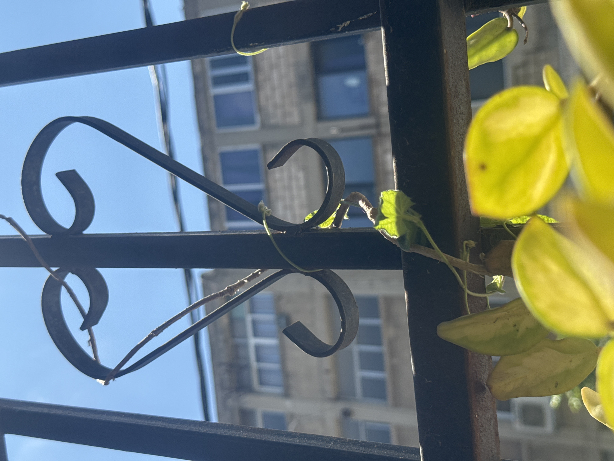 A close-up shot reveals a black metal fence, adorned with decorative curls. Intertwined with the metal is a vine with green leaves. In the background, a tall building with numerous windows is visible. The sky is blue. This scene likely takes place in Tel-Aviv, Israel. No people are present.