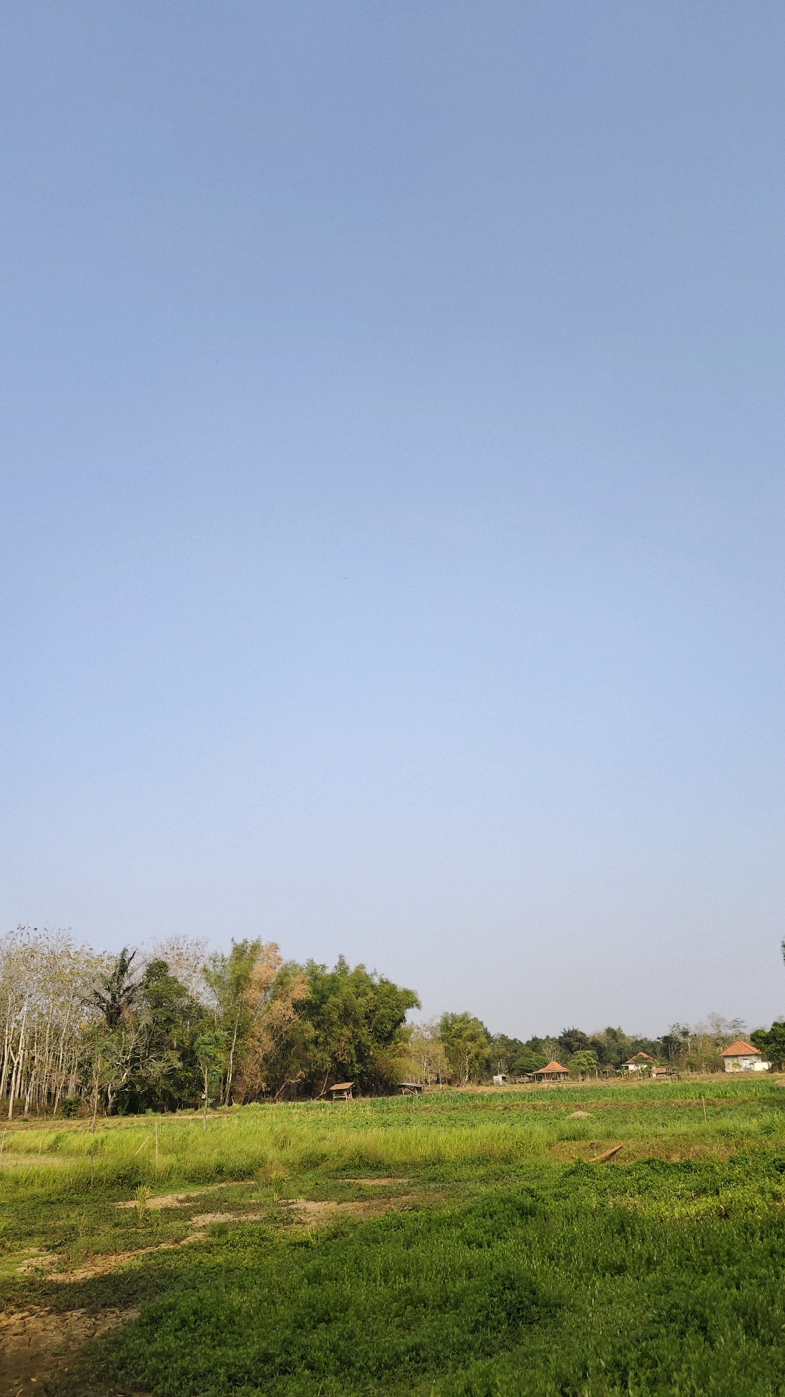 A panoramic view of a rural landscape in Banyubunih, Indonesia, under a clear, pale blue sky. The foreground is dominated by a gently sloping field of lush green grass, with patches of drier, brown earth visible. In the mid-ground, a line of trees forms a dense natural border. Among the trees, several small, traditional-style structures with thatched or tiled roofs are scattered, suggesting a small settlement or agricultural outpost. The trees vary in type and foliage, with some appearing bare or with light brown leaves, and others dense with green leaves, including bamboo. The overall impression is one of a peaceful, rural setting in a tropical or subtropical climate.