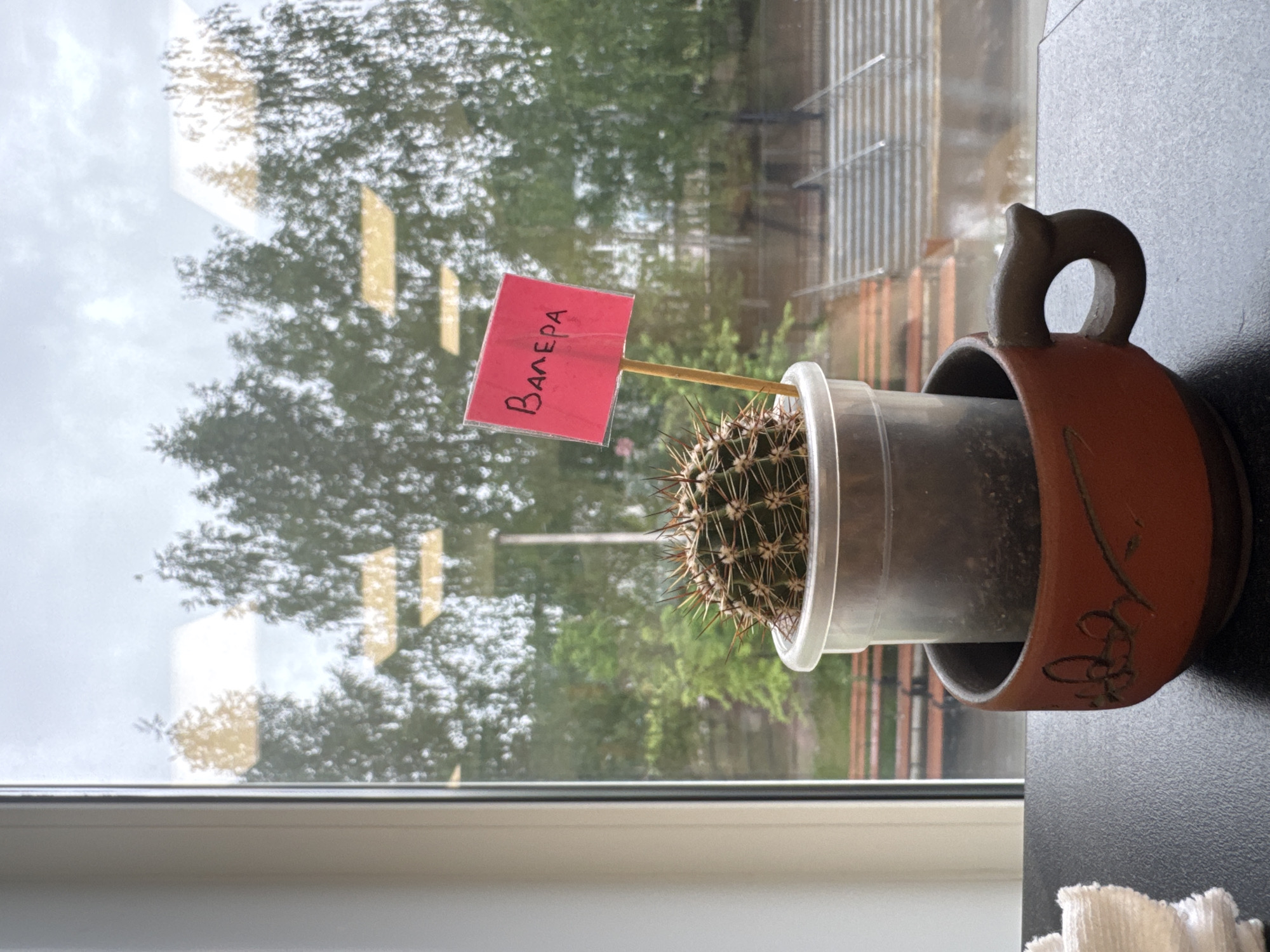 A cactus sits in a brown mug on a windowsill. The cactus has a small red flag stuck in it that says "Валера." Outside the window, trees are visible. The location is Chaikovsky, Russia.