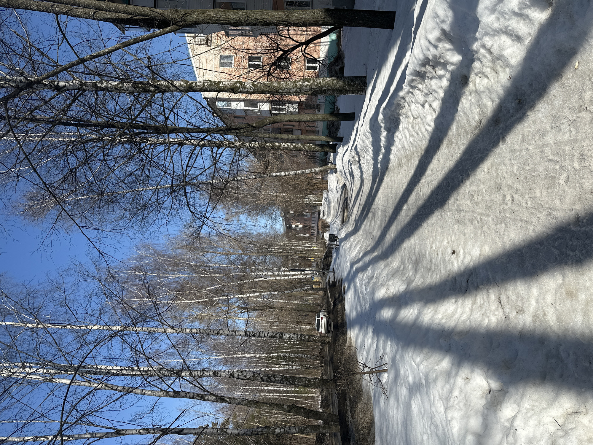 The scene depicts a late winter or early spring day in Chaikovsky, Russia, characterized by melting snow and bare deciduous trees under a clear blue sky. A snow-covered path, showing signs of ice and compacted snow, extends from the foreground into the background, with long, distinct shadows from trees cast across its surface.
On the left side, a dense stand of leafless trees, predominantly birches with white bark, borders a muddy, partially snow-covered area where a white SUV is parked or moving slowly. Further left, a forested or heavily treed area is visible. On the right side, another line of bare trees, including birches and darker-barked species, runs parallel to the path. Behind these trees, a multi-story residential building with a light pink facade, white window frames, and enclosed balconies is visible. The ground immediately adjacent to this building is covered in snow, with some patches of bare earth or slush. No people or overt actions are depicted. The overall environment suggests an urban or semi-urban residential setting.