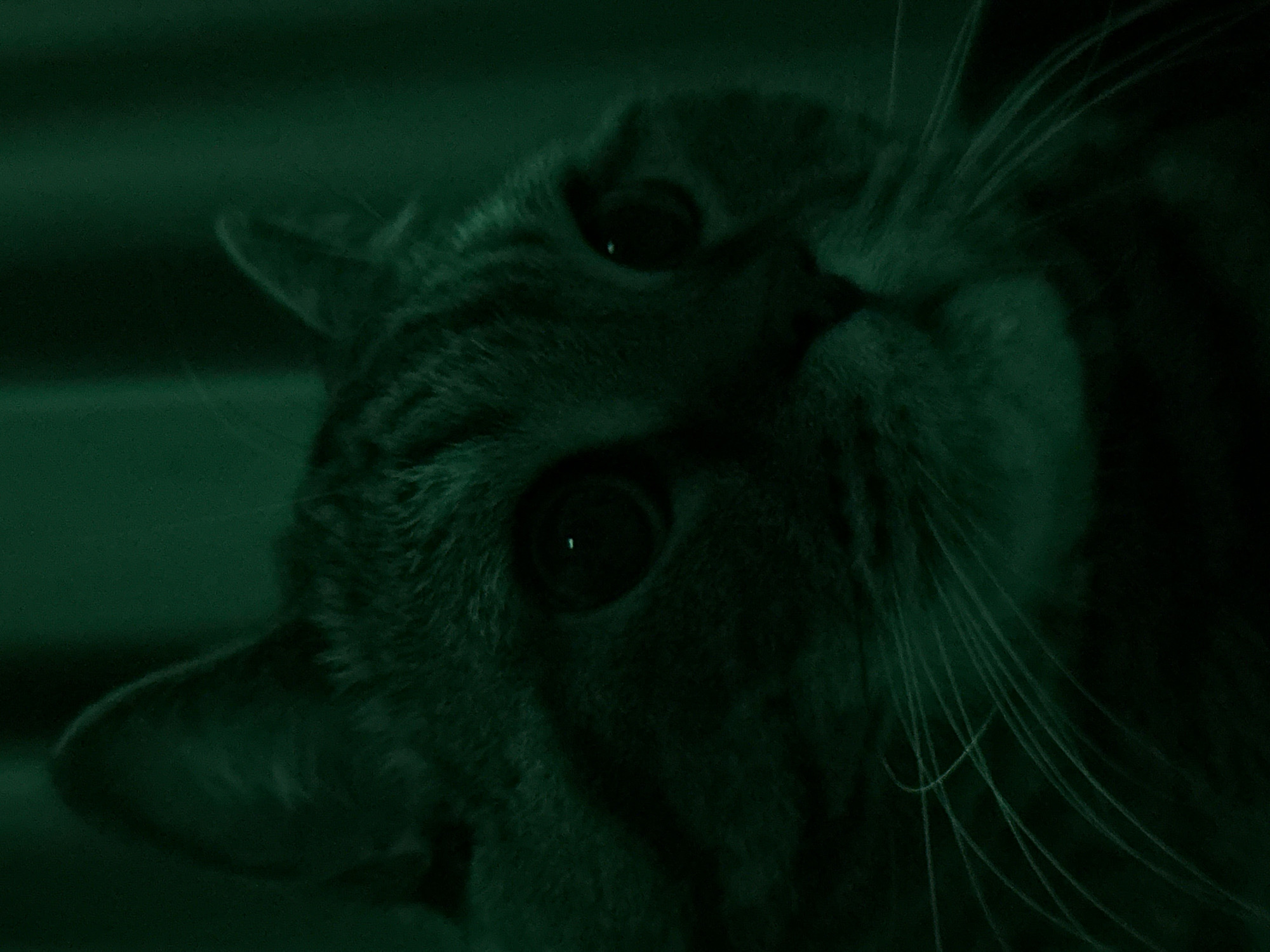A close-up, low-light, medium shot captures the face of a tabby cat. The image is tinted a dark green, obscuring finer details. The cat's ears are visible at the top, with one slightly folded forward. Its eyes are dark and appear to be reflecting light faintly. Whiskers fan out from its muzzle. The background is dark and indistinct, suggesting a dimly lit indoor environment. There are no people, actions, or interactions depicted in the image. The image is not associated with Mikhaylovsk, Russia.