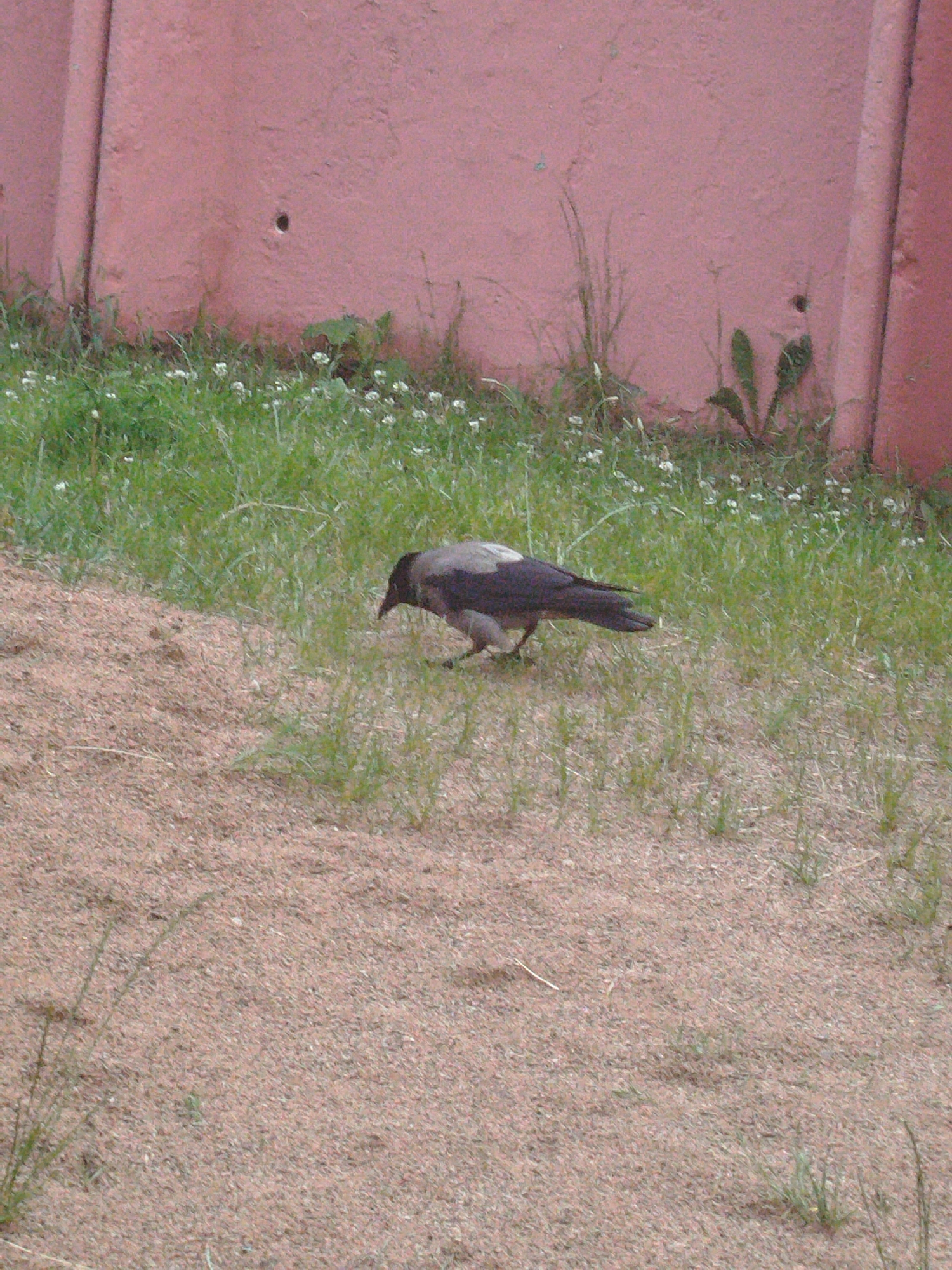In an outdoor environment, a single crow with dark plumage and a light gray back is positioned on sandy ground bordering a patch of green grass. The crow is facing right, with its head lowered as if foraging. Behind the grass is a textured, pinkish-red wall with a vertical seam on the left and right sides. Small white flowers are scattered throughout the grass, and a few thin green plants are growing near the base of the wall. The overall scene suggests an urban or suburban setting, possibly a park or a backyard.
