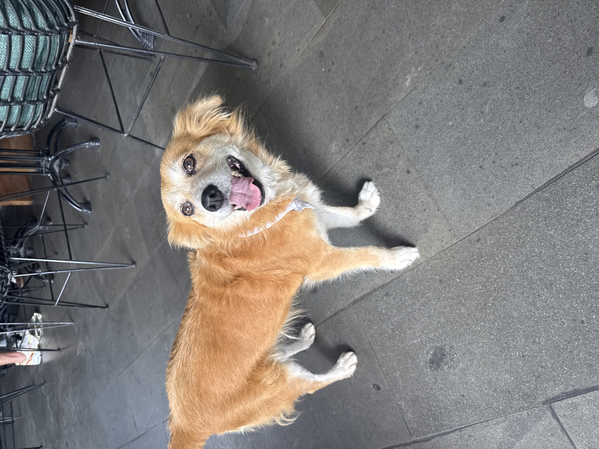The image shows a medium-sized, light-brown dog sitting on a gray tiled surface. The dog is panting and looking up with a happy expression. The dog has white markings on its face and paws. Part of a black metal chair is visible in the upper left of the image. The scene is set outdoors, possibly in a public area like a cafe or restaurant. This image likely comes from the Ubud District of Indonesia.