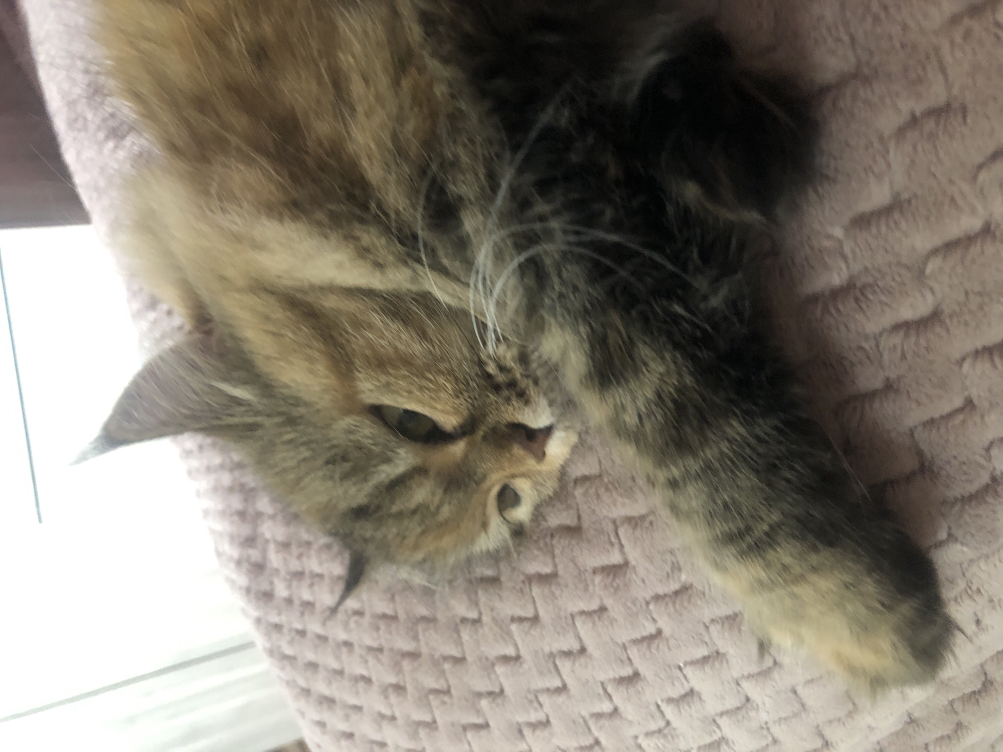 This is a close-up, overhead shot of a long-haired tabby cat lying on its side. The cat's fur is a mix of brown, black, and tan, with darker tabby markings. Its eyes are partially closed, and its head is resting on a textured, pink blanket. The cat appears relaxed, possibly sleeping or napping. One of its front paws is extended forward, resting on the blanket. The background is blurred, but it appears to be an indoor setting with a window visible to the left, letting in bright light. The overall mood is peaceful and serene. There is no visible text in the image.