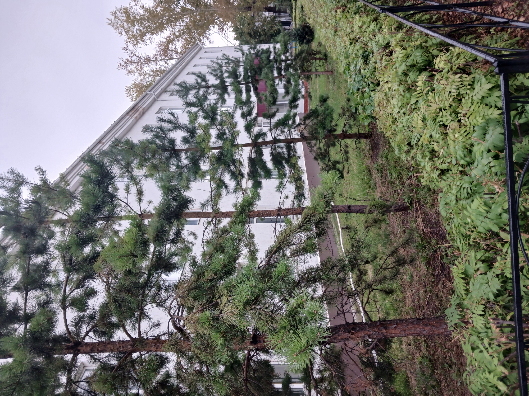 This image depicts a white, multi-story building with several pine trees in the foreground, bordering a green, leafy shrubbery. The building appears to be located in an urban or suburban setting. The pine trees are of varying sizes, with some showing signs of dryness or browning needles. Behind the pine trees, a dense growth of green bushes lines the edge of a black metal fence. The sky is overcast, suggesting a cloudy day. The environment is typical of a park or residential area within a city. Without further information or specific landmarks, it is not possible to pinpoint the exact location within Shchuchinsk, Kazakhstan. However, the presence of a substantial building and manicured greenery suggests a developed area.