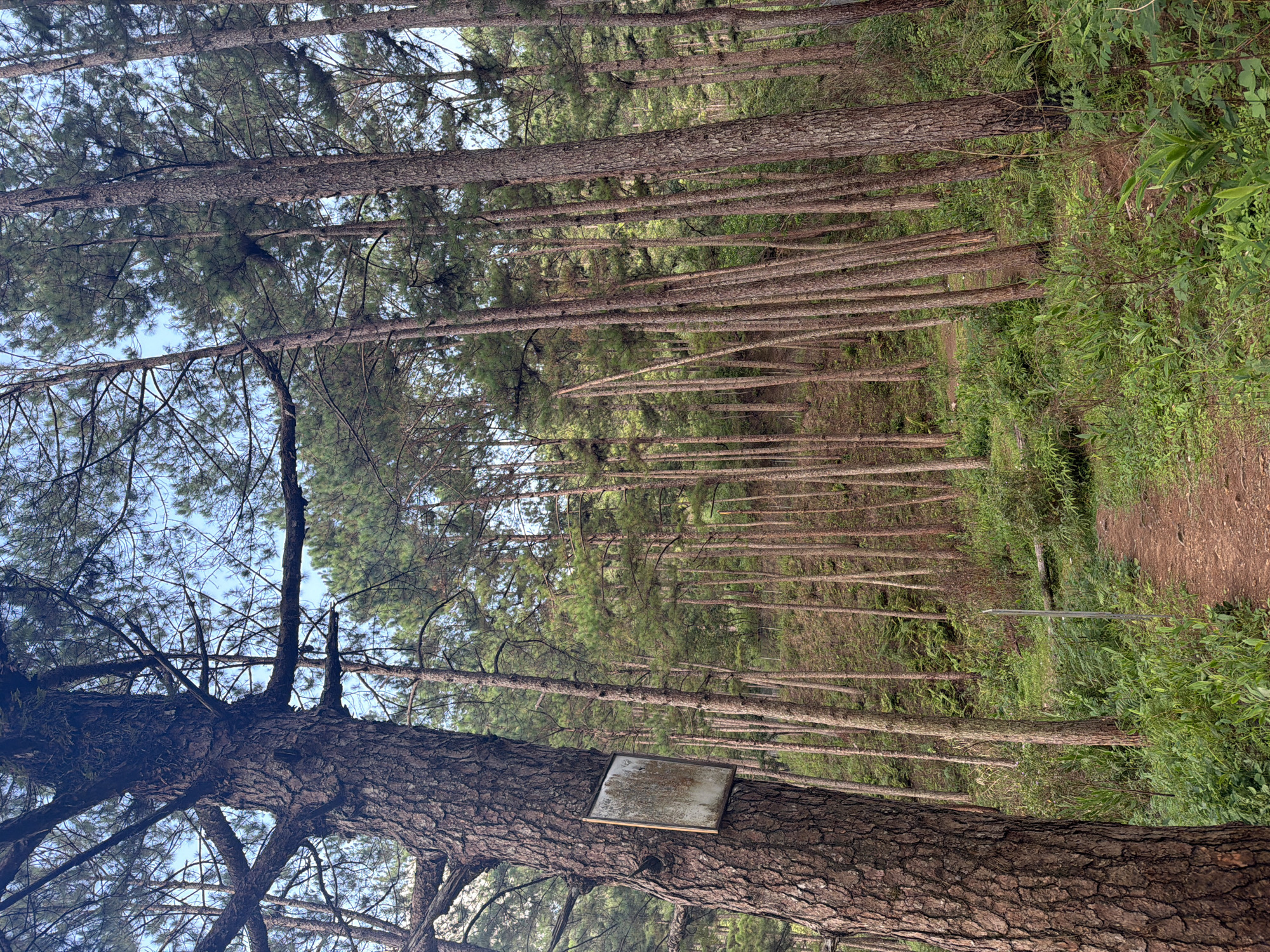 The image depicts a dense pine forest with a dirt path winding through it. In the foreground, a large pine tree trunk has a weathered, rectangular sign attached to it. The sign is white with some brown staining and a metallic frame. The surrounding forest consists of numerous tall, slender pine trees with green needles and rough, brown bark. The ground is covered with lush green undergrowth, including ferns and other plants. The sky is visible through the gaps in the trees, appearing light blue. The scene appears to be a natural landscape, possibly a park or trail within the city of Păng Tiêng 1, Vietnam, given the context of the prompt. There are no people or animals visible in the image. The overall impression is one of a tranquil, somewhat wild forest environment.