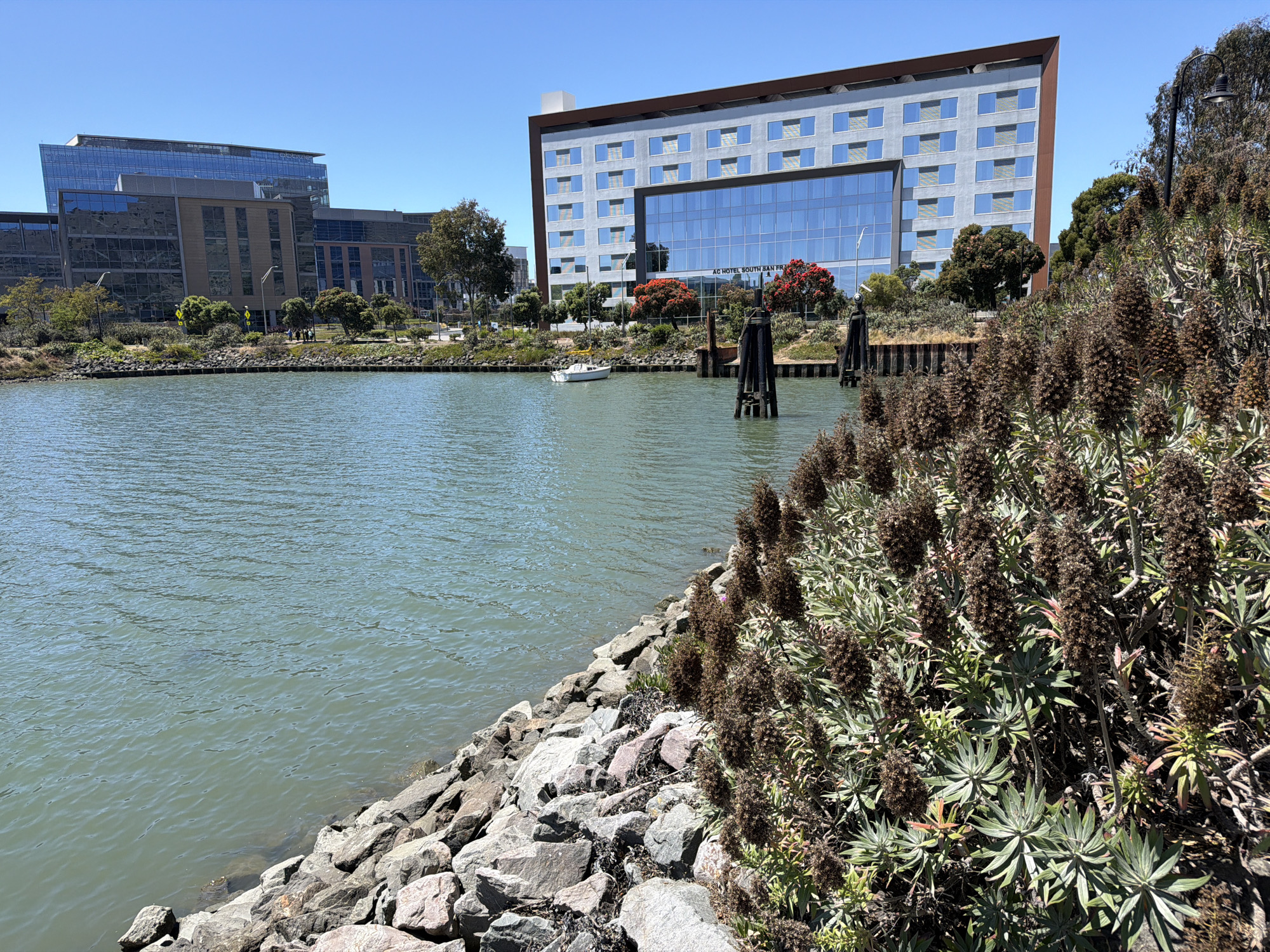 This media file captures a waterside scene in South San Francisco, United States of America, on a clear, sunny day, likely in the late morning or early afternoon. The foreground is dominated by the rocky embankment of a body of water, with lush, dry-looking vegetation featuring tall, spiky brown flower stalks.
The water itself is a tranquil green, with subtle ripples indicating a gentle breeze. In the middle ground, a small white sailboat is moored, and dark wooden pilings rise from the water, remnants of a pier or docking structure. Beyond the water, a modern hotel building with a light-colored facade and a grid of blue-tinted windows stands prominently. The text "AC HOTEL SOUTH SAN FRANCISCO" is visible on the glass facade of the hotel.
To the left of the hotel, another, taller glass-and-steel building complex is visible, suggesting an urban or business park setting. The sky is a vibrant, cloudless blue, contributing to the bright and pleasant atmosphere of the scene. There are scattered trees and some smaller buildings in the background. The overall impression is one of a peaceful, modern waterside environment.