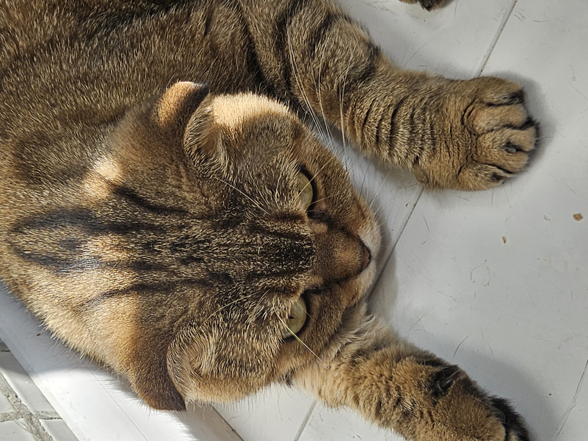 A tabby cat is lying on a white tiled floor in Ulyanovsk, Russia. The cat is a Scottish Fold breed, characterized by its folded ears and a brown, black, and tan striped coat. The cat is positioned in the center of the frame, with its head lowered and its paws stretched out in front. Sunlight is streaming in from the left, casting a shadow across the cat's face and body. The background consists of a white tiled wall and floor. The image is taken from a high-angle perspective, looking down at the cat.