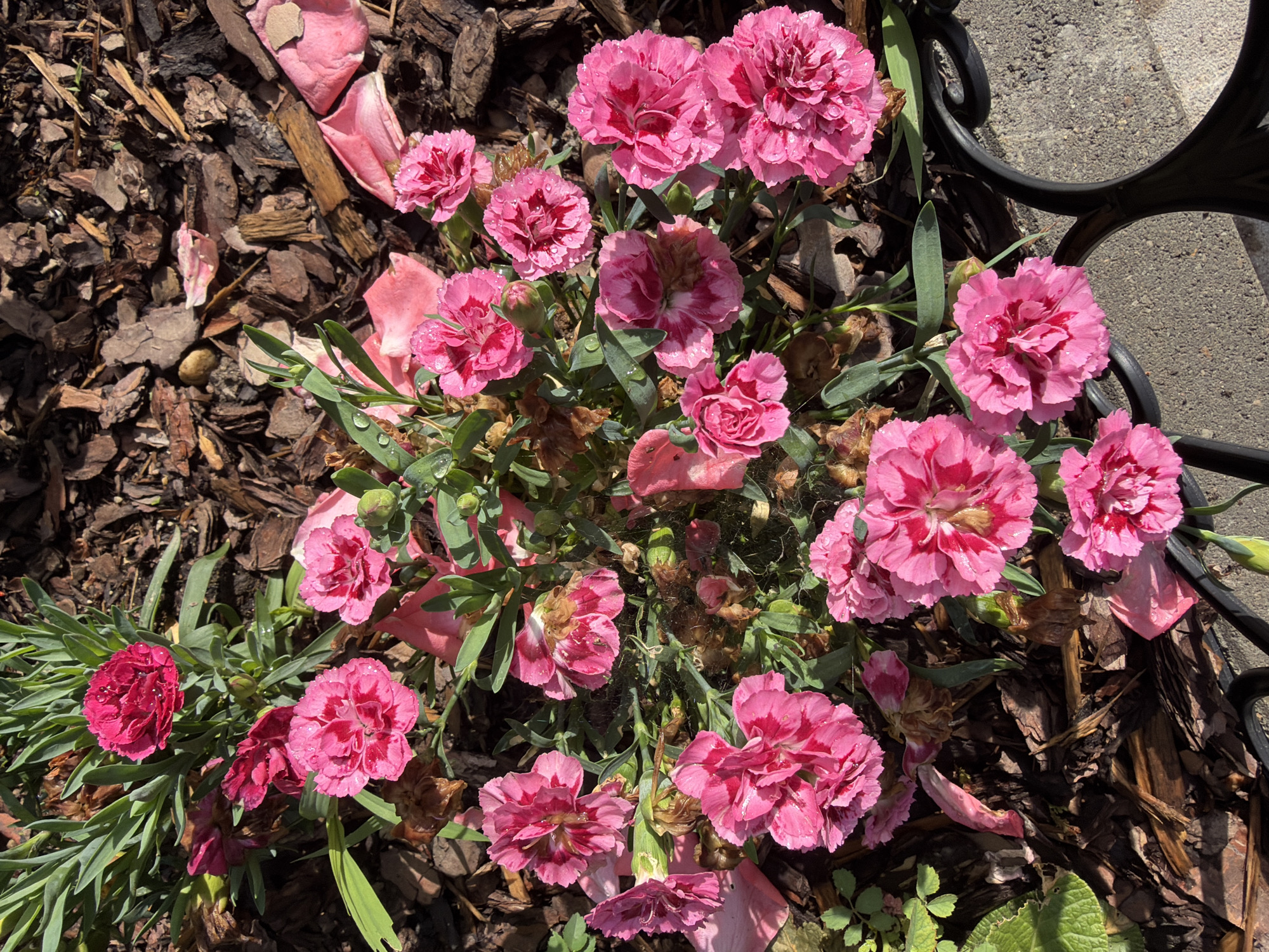 This high-angle close-up image captures a vibrant cluster of pink flowers, likely a variety of Dianthus, in a garden bed located in Sofia, Bulgaria. The blossoms display various shades of pink, from soft pastel to rich fuchsia, with many featuring darker pink or reddish centers and frilly petal edges. Numerous small water droplets cling to the petals and green, slender leaves of the plants, suggesting recent rain, dew, or watering. Some spent blooms and fallen pink petals are visible among the foliage and on the ground.
The garden bed is covered with dark brown wood chip mulch, providing a neat backdrop for the flowers. On the right side of the frame, a segment of a black, ornate metal structure is visible, possibly part of a fence, railing, or decorative garden element. Adjacent to this, a section of gray, textured concrete pavement can be seen, indicating the garden is situated along a path or sidewalk.
The scene is bathed in bright natural sunlight, creating distinct shadows and highlighting the textures of the flowers and mulch. The image conveys a sense of natural beauty and freshness within a cultivated outdoor environment. There are no people or visible text in the frame.