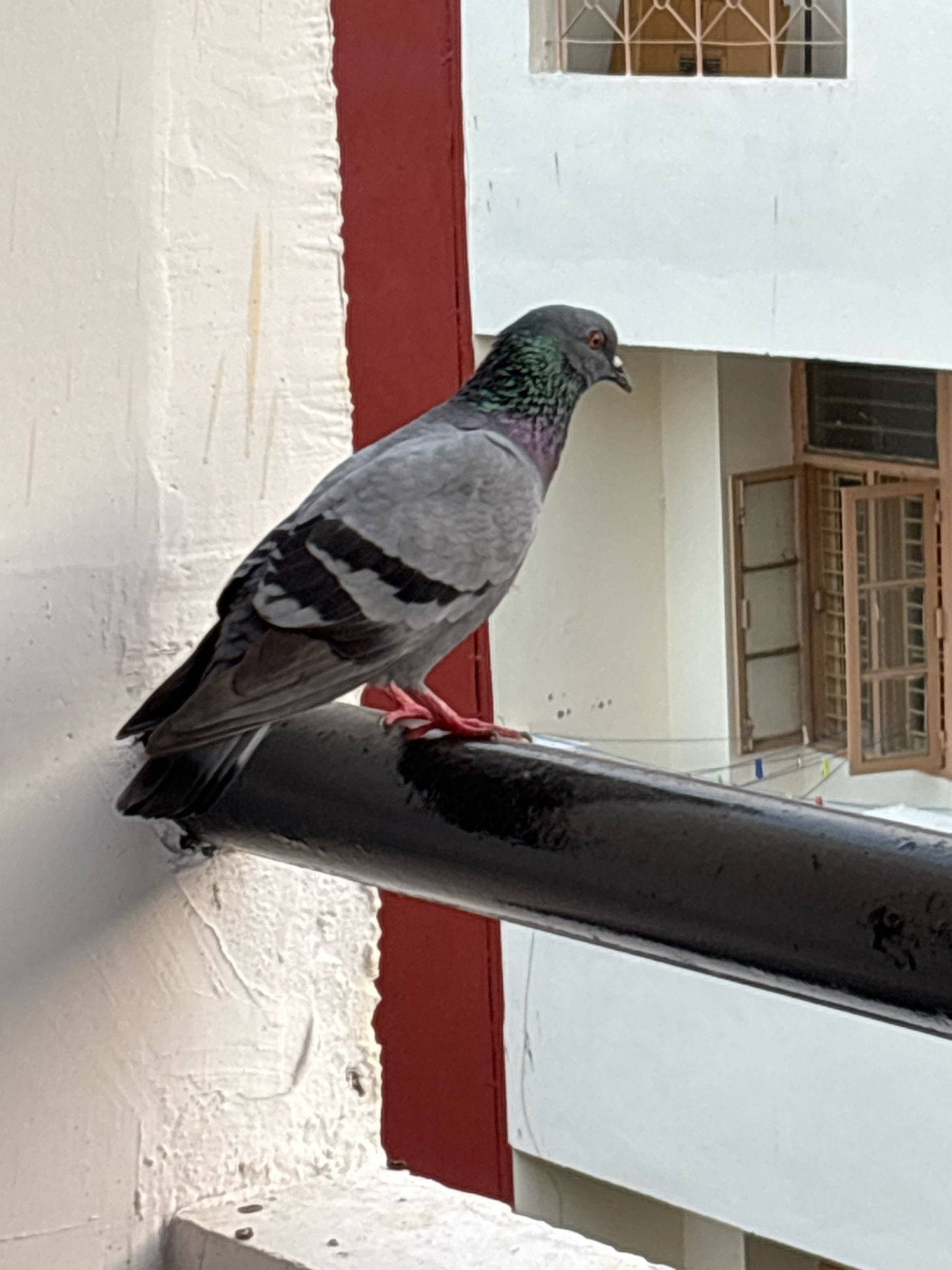 A pigeon is perched on a black pipe that runs horizontally across the frame. The pigeon is facing to the right, with its head slightly tilted down. Its plumage is a mix of gray, black, and iridescent green and purple on its neck. The pigeon's feet, which are pink, are gripping the pipe. The background consists of a textured white wall with a red vertical stripe to the left of the pigeon. Further in the background, a building with windows is visible. The overall scene appears to be outdoors, possibly on a balcony or ledge.