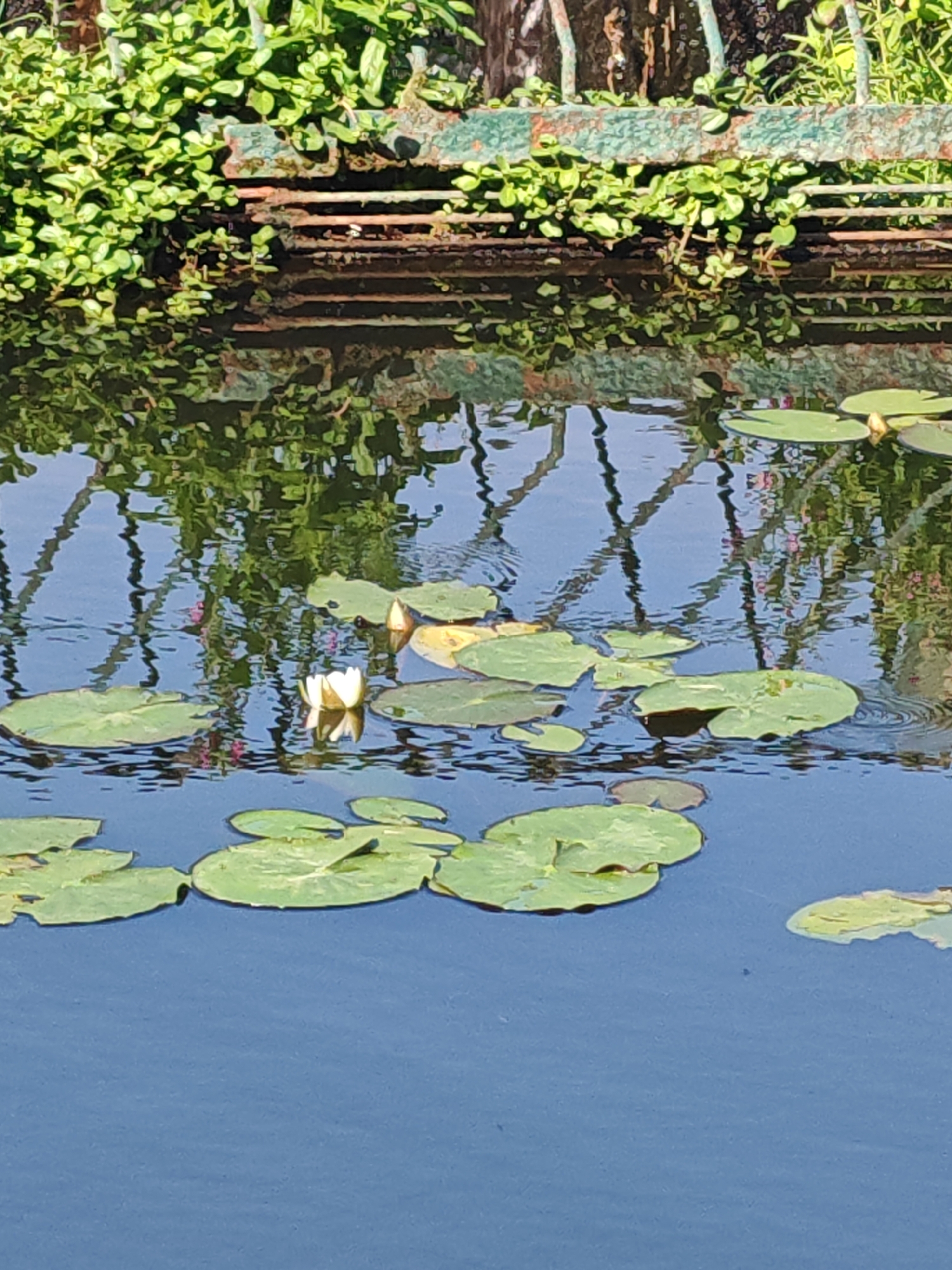 The image shows a close-up view of a tranquil pond in the city of Rosinka, Russia. The water is a deep blue, reflecting the surrounding greenery and the overcast sky. Lily pads, both submerged and floating, are scattered across the surface, some supporting delicate white water lilies in bloom. The background features a weathered metal railing adorned with lush green foliage. The scene evokes a sense of peace and natural beauty, typical of a well-maintained park or garden in Rosinka. There are no people or animals visible in the image.