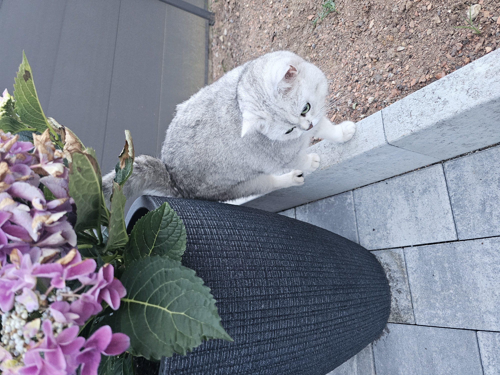 This is a high-angle, outdoor, eye-level shot of a silver and white British Shorthair cat with green eyes sitting on a light gray concrete border. The cat is facing to its right, looking down towards a large, dark gray textured planter. In the foreground, to the left of the planter, is a cluster of pink and purple hydrangeas with green leaves, some of which are slightly wilted. The ground surrounding the concrete border is a mixture of brown gravel and small stones. To the left of the cat and behind it, a dark gray, flat surface is visible, possibly a deck or siding. The lighting suggests it is daytime, with diffused light, indicating overcast conditions or shade. The cat appears calm and alert. No visible text is present in the image.