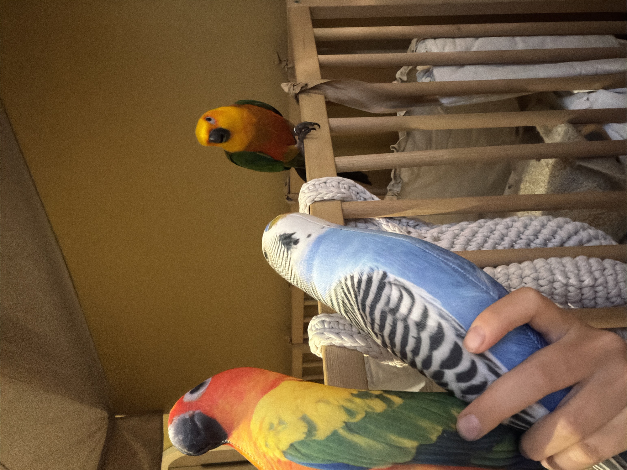 The image shows three plush toys resembling birds, specifically a sun conure and two budgies, inside a wooden crib. The sun conure plush toy is predominantly orange and yellow with green accents and is positioned on the right side of the crib's railing, facing forward. One budgie plush toy, predominantly blue with black markings, is held by a person's hand, obscuring a portion of it. This hand and budgie are positioned in the center-left of the frame. The other budgie plush toy, also blue and black, is not clearly visible. The crib is made of light-colored wood and has a light-colored textile lining. The background is a solid, warm yellow color. The lighting is dim and diffused, suggesting an indoor environment. The image was taken in Khimki, Russia.