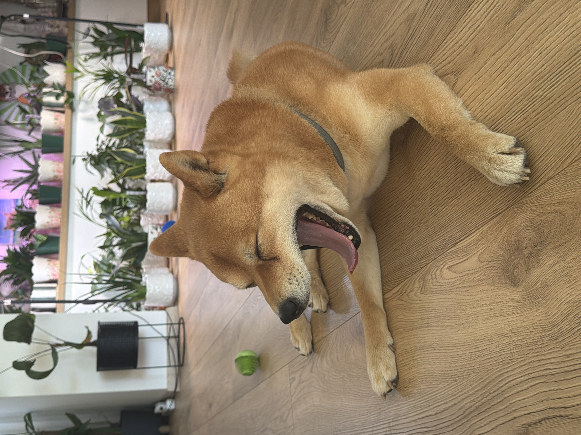 A Shiba Inu dog is lying on a wooden floor and yawning. The dog is tan and has its eyes closed. Its mouth is open wide, showing its pink tongue and teeth. A small green ball is on the floor to the left of the dog. In the background, there are several potted plants on shelves and stands. This image was taken in Priseltsi, Bulgaria.