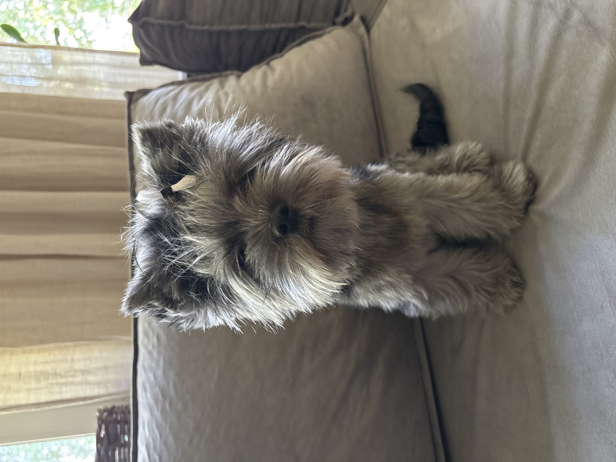 A gray, shaggy dog with a small white bow in its fur lies on a light gray couch. The dog faces the camera with its tail visible in the background. The couch is in front of a window, with what appears to be brown blinds. The location in the city of Chaikovsky, Russia, cannot be determined from the image.