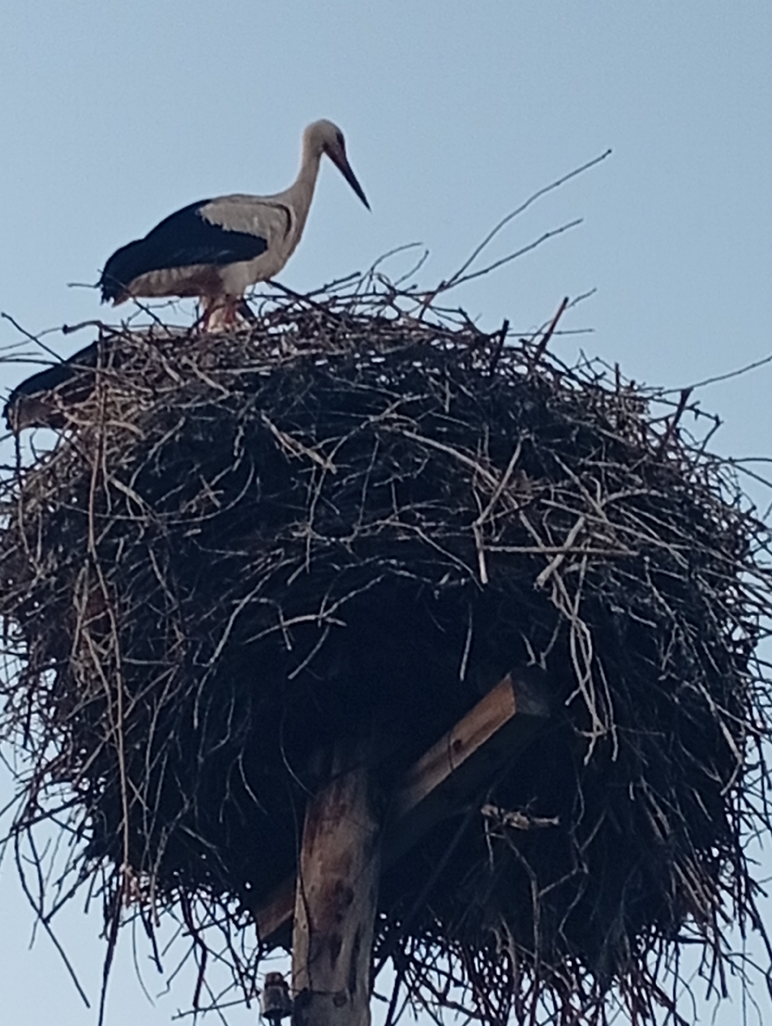A white stork stands in a large, messy nest made of branches and twigs. The stork has black wings, a long beak, and its legs are visible. The nest is perched on top of a wooden pole. The background is a pale blue sky. The image is taken from a low angle, looking up at the nest.