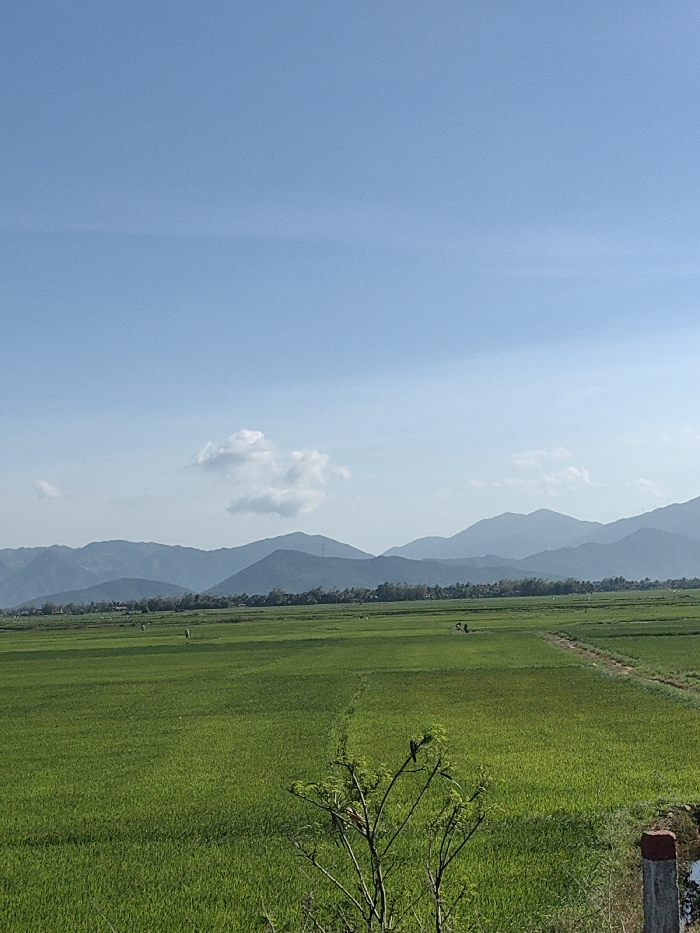 A panoramic landscape scene depicts expansive, verdant green rice paddies under a clear, light blue sky with scattered white cumulus clouds, situated in Ninh Hòa, Vietnam. In the distant background, a series of layered, dark blue and grey mountains stretch horizontally across the frame, with atmospheric haze visible towards their peaks. A narrow band of darker green foliage, indicating a treeline or distant village, separates the mountains from the fields.
The midground is dominated by cultivated rice fields, segmented by narrow, unplanted earthen paths or dikes. One such dike traverses diagonally from the middle-right towards the distant background. Within these fields, five human figures are discernible, small due to distance, positioned across various sections of the paddies and appearing to be engaged in agricultural activity.
In the immediate foreground, a small, sparsely leafed tree branch extends upwards from the bottom center, with a dark-colored bird perched on one of its branches. To the lower right, a red and grey concrete or stone marker post is partially visible. The scene is illuminated by bright, natural daylight.