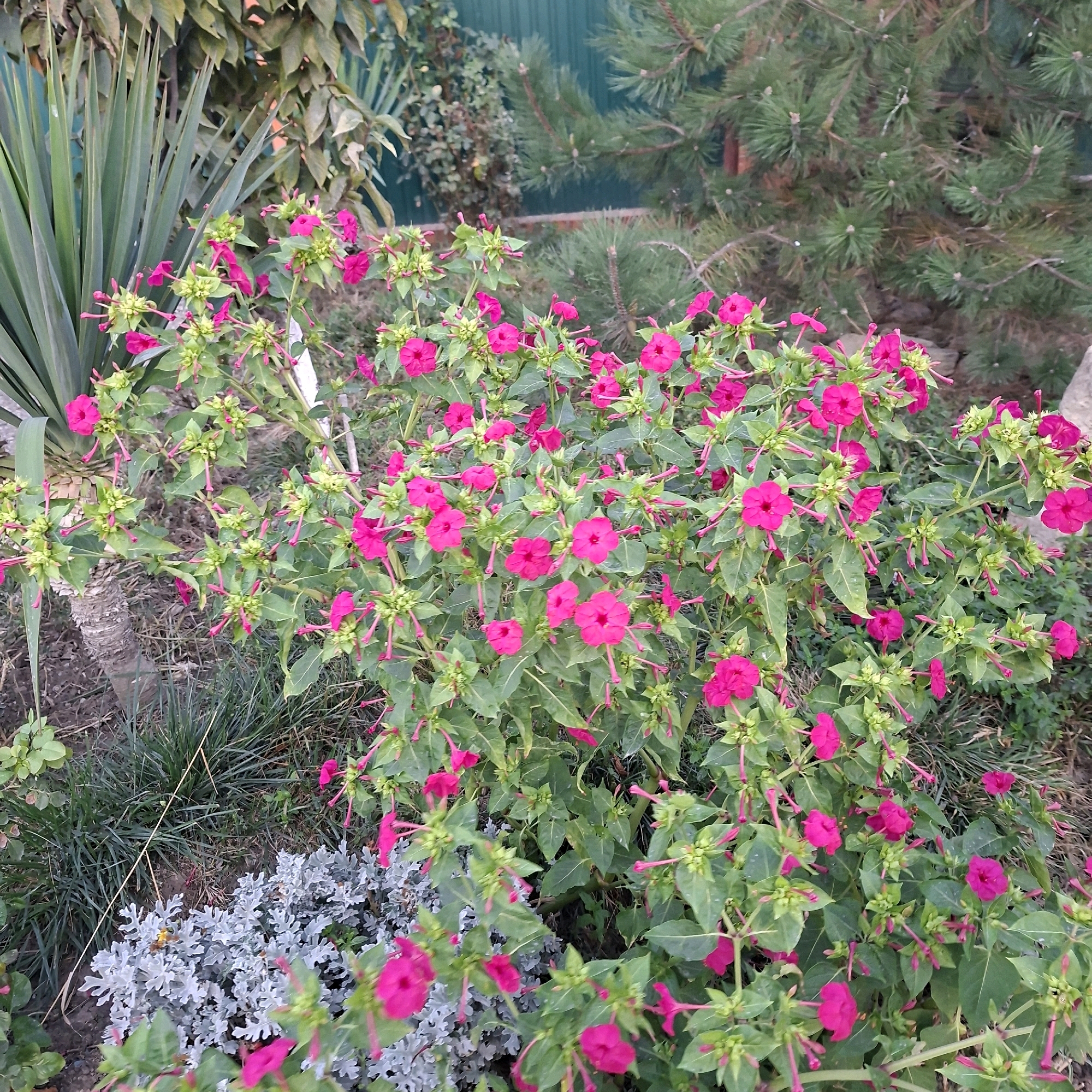 In the city of Anapskaya, Russia, a vibrant garden scene unfolds with a prominent display of pink four o'clock flowers (Mirabilis jalapa) in full bloom. The flowers, with their trumpet-shaped petals, are clustered on lush green stems, creating a dense visual effect. Interspersed among the blooming flowers are numerous closed buds, some appearing as long, pointed structures, indicating the ongoing blooming process. The foliage is a rich green, and the overall impression is one of abundant growth.
The garden setting is characterized by a mix of other plants and elements. To the left, a tall Yucca plant stands with its sharp, sword-like leaves. The ground is covered with various types of vegetation, including grassy blades and a low-lying, silvery-grey plant with finely dissected leaves, possibly some variety of Artemisia or dusty miller. In the background, a dark green fence is visible, partially obscured by the branches of a conifer tree, likely a pine, with its characteristic needle-like foliage. The overall environment suggests an outdoor space, possibly a backyard or a public garden, with a rustic and natural aesthetic. The lighting indicates it is daytime, with soft, diffused light.