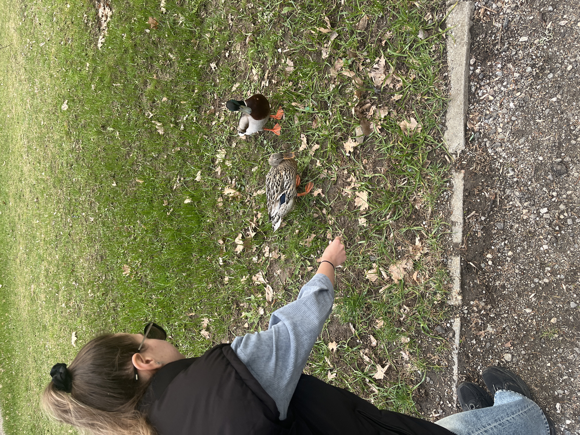 A person stands on a gravel path beside a concrete curb and a grassy area where two ducks are feeding. The person is seen from behind, wearing blue jeans, a light blue long-sleeved shirt, and a black vest. They have sunglasses perched on their head and their arm is extended toward the ducks. The ducks are a mallard male and female. The ground is a mixture of grass and fallen leaves. I am unable to verify the location within the city of Blagoevgrad, Bulgaria without additional information.
