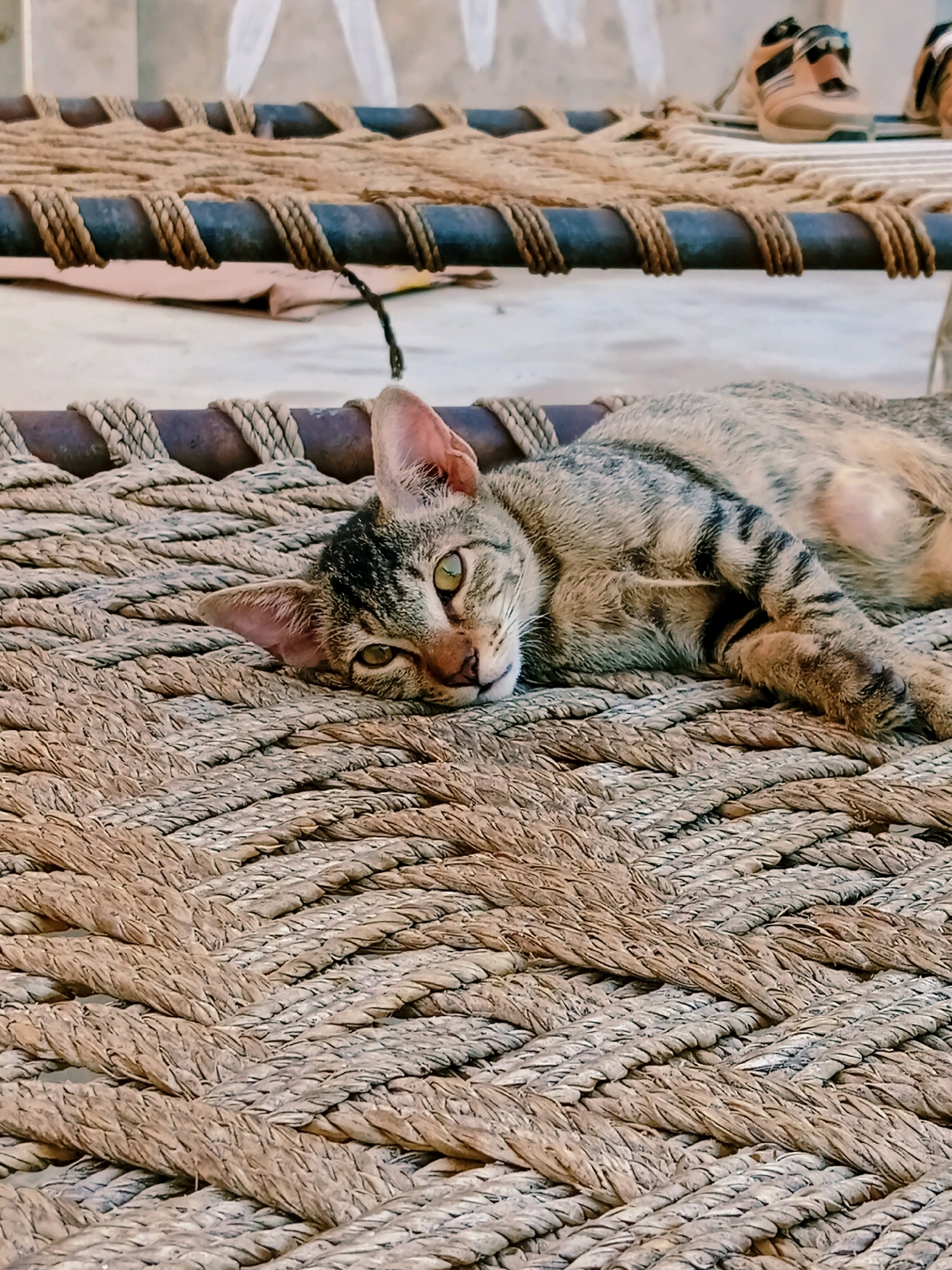 A tabby cat rests on a woven mat made of natural fibers. The mat is supported by a dark metal frame, which is wrapped with rope. The background is blurred, but appears to be an outdoor setting, possibly in Bahawalpur City Tehsil, Pakistan, with some indeterminate structures and a pair of sneakers visible in the upper right corner. The cat is lying on its side, with its head resting on the mat, and its eyes are open and looking towards the camera. The cat's fur is a mixture of brown, black, and gray stripes, and its paws are visible. The lighting is natural, casting soft shadows.
