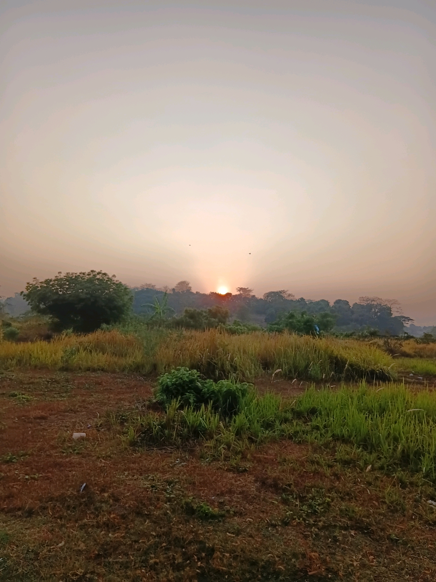 The image depicts a rural landscape at sunrise in Cikal, Indonesia. The sun is low on the horizon, casting a warm, orange glow across the sky and the surrounding environment. In the foreground, there is dry, reddish-brown soil with patches of sparse green grass and some scattered debris, including a white object that appears to be plastic. Further back, a field of tall, golden-yellow grass stretches across the middle ground, with patches of vibrant green grass interspersed. To the left, a large, leafy green tree stands prominently. Behind the grassy fields, a gentle slope rises, covered with dense vegetation and trees, creating a silhouette against the bright sky. The sun is partially visible, peeking above the tree line, with rays of light emanating outwards. The sky is a soft gradient of pale orange and white, with a few dark specks that could be birds. There are no visible people or animals in the frame. The overall impression is one of a serene and natural setting at the beginning of a new day.