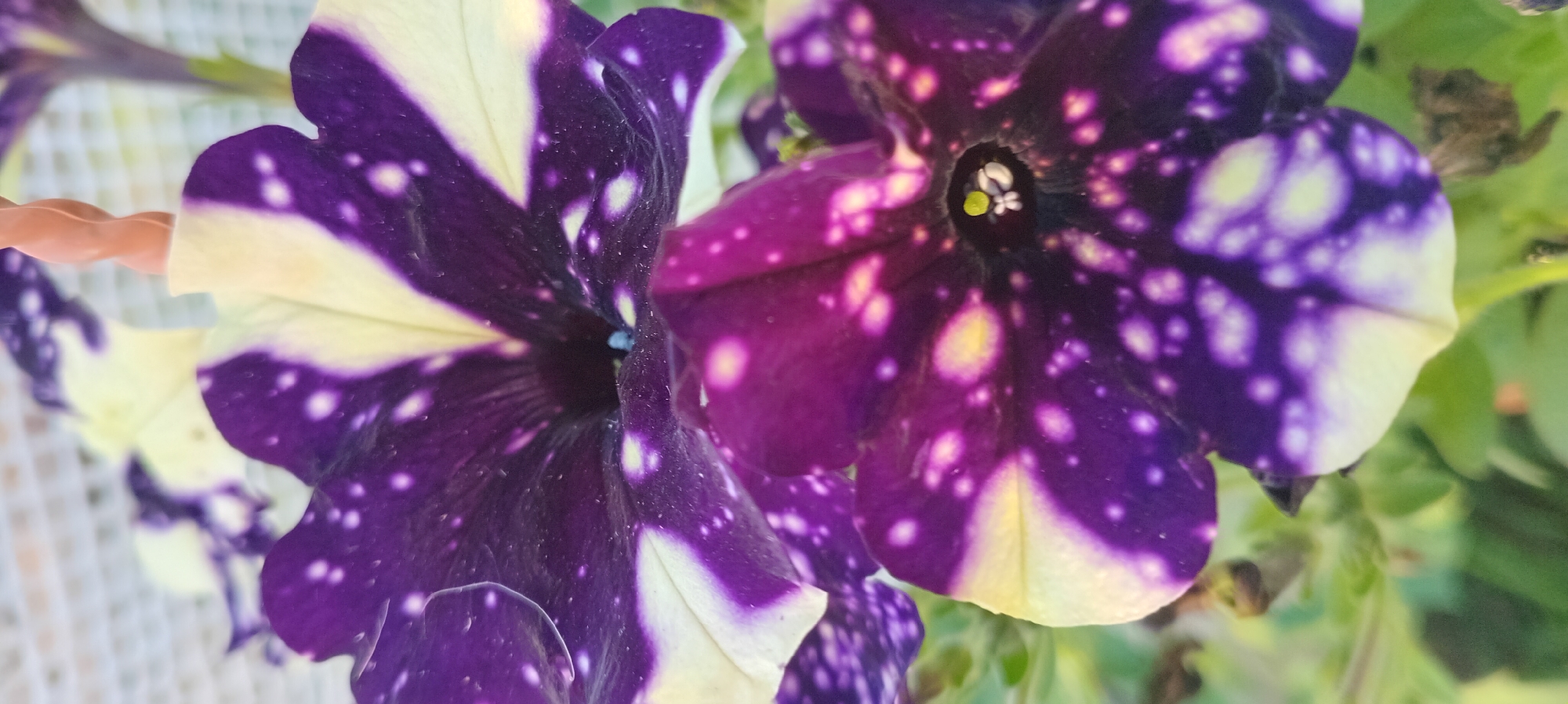 Two dark purple and cream petunia flowers are in focus in the foreground. The flowers have speckled patterns of white and yellow spots, resembling a starry night sky. The petals are ruffled and have a velvety texture. A beige twisted plastic object is visible in the upper right corner, partially obscuring one of the flowers. In the background, a blurred white crocheted or woven surface is visible. The environment appears to be outdoors, possibly in a garden or patio setting, with some green foliage visible at the bottom. The image is a close-up, macro shot that highlights the intricate details of the flowers.