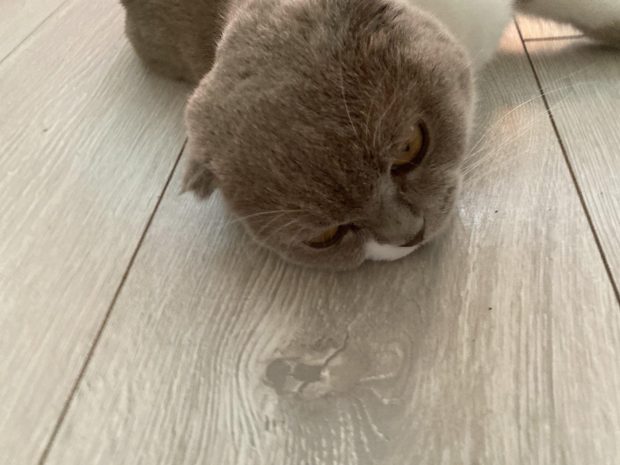 The image shows a close-up of a grey and white Scottish Fold cat lying on a light-colored wooden floor. The cat's head is tilted downwards, and its amber eyes are partially visible. The floor has a wood grain pattern with visible planks. There is no indication of the location in Mykytyntsi, Ukraine.